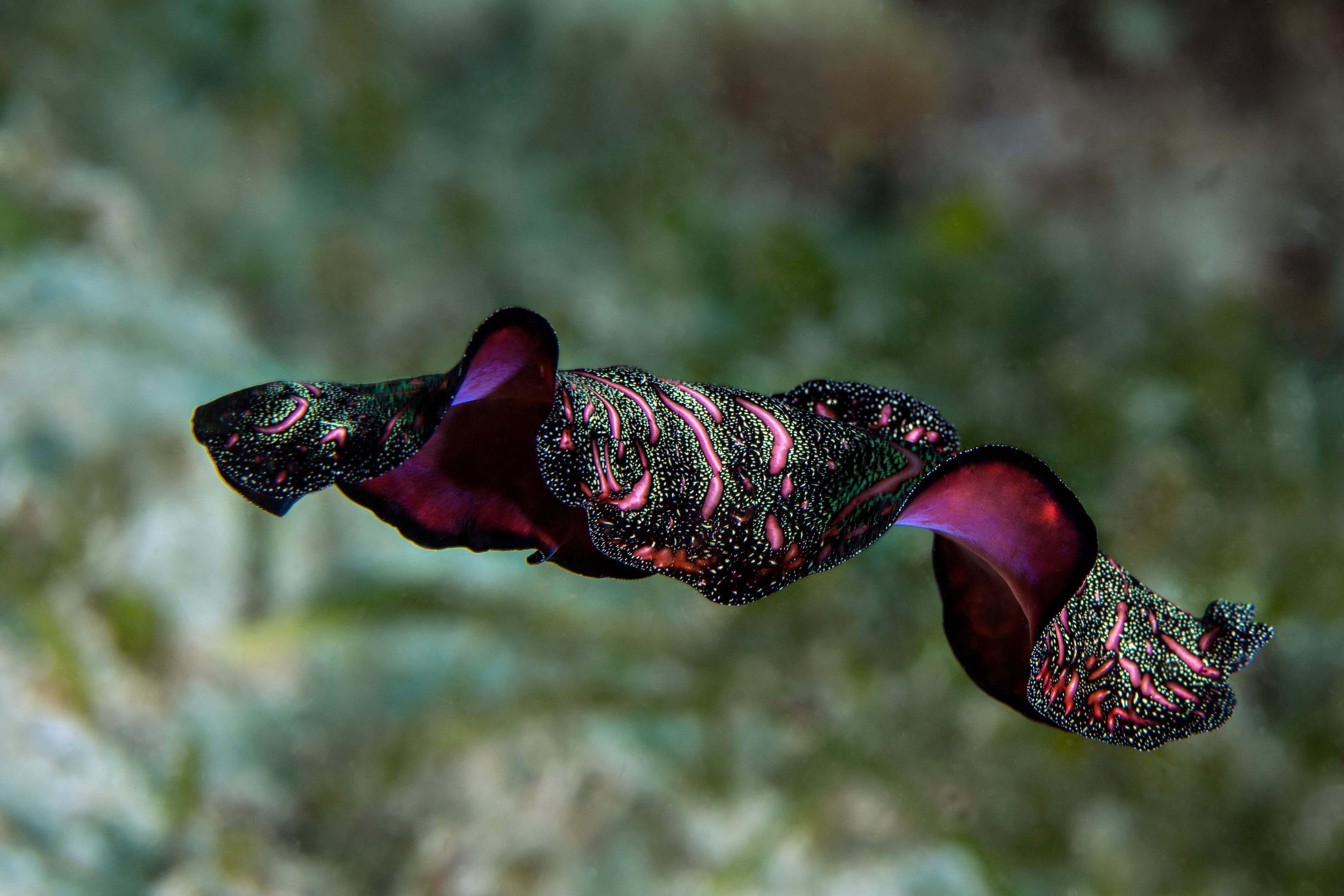 Persian Carpet Flatworm (Pseudobiceros bedfordi) - Underwater macro photography from Romblon, Philippines