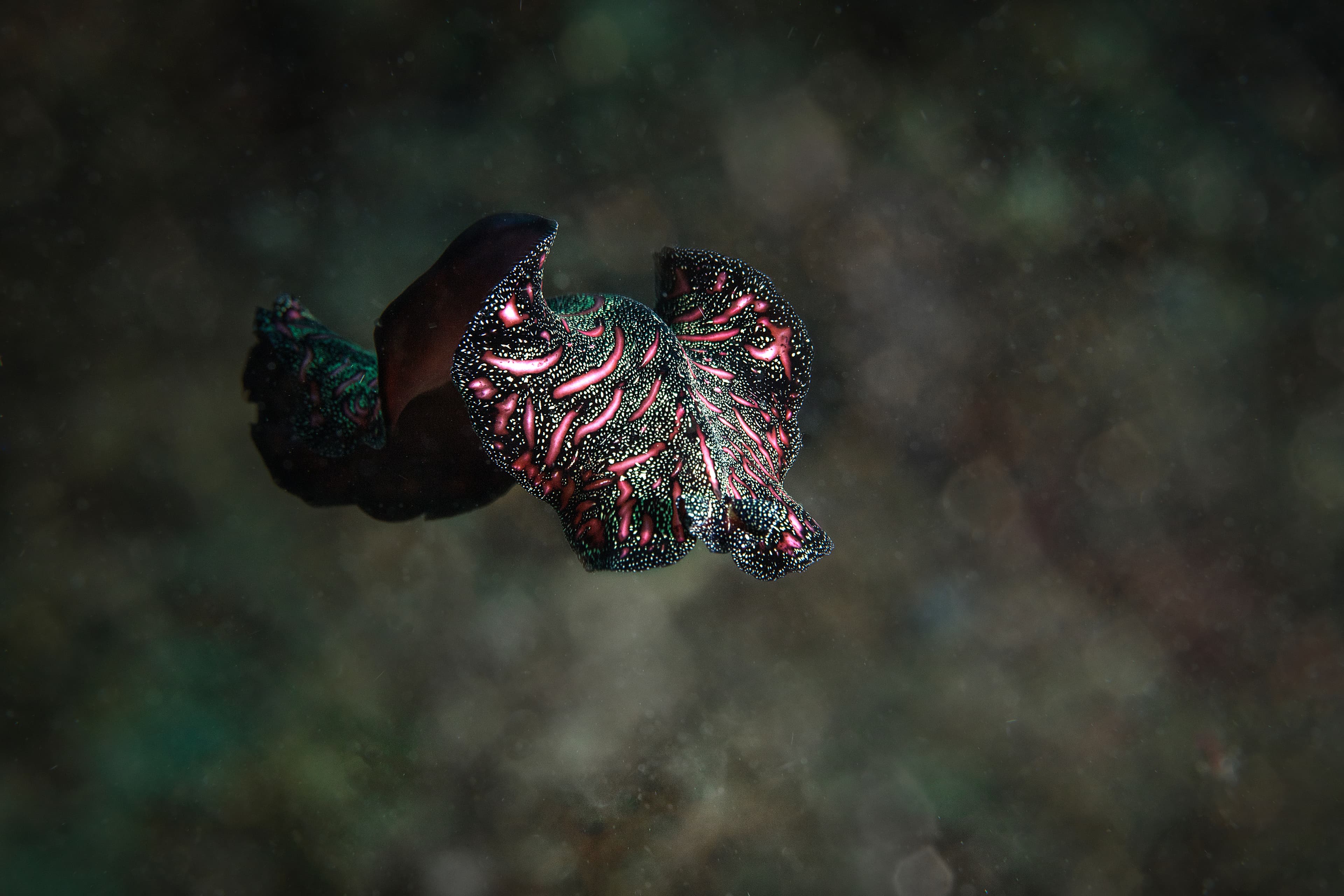 Persian Carpet Flatworm (Pseudobiceros bedfordi) - Underwater macro photography from Romblon, Philippines