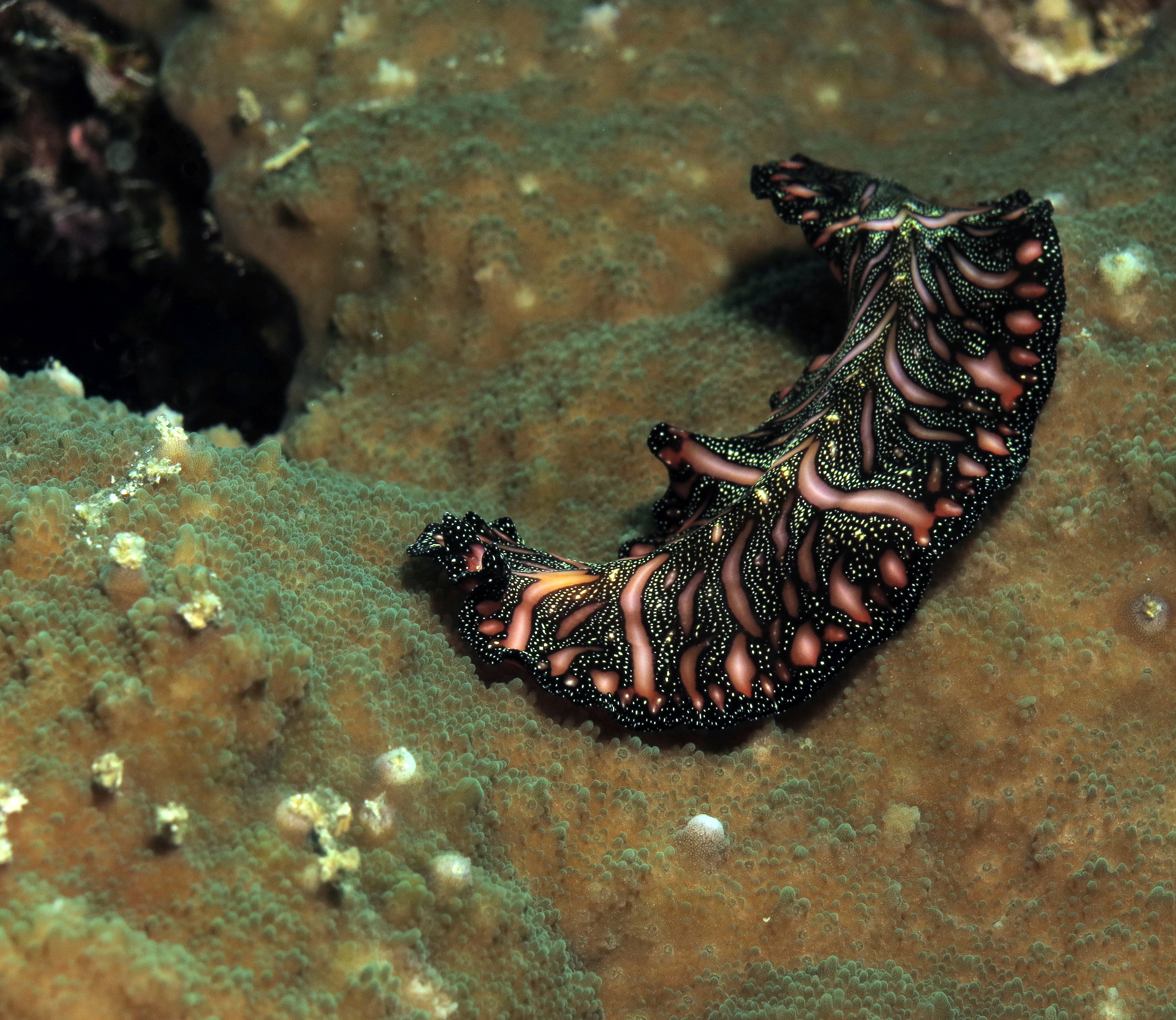 Persian Carpet Flatworm (Pseudobiceros bedfordi) on brown coral, Cebu, Philippines