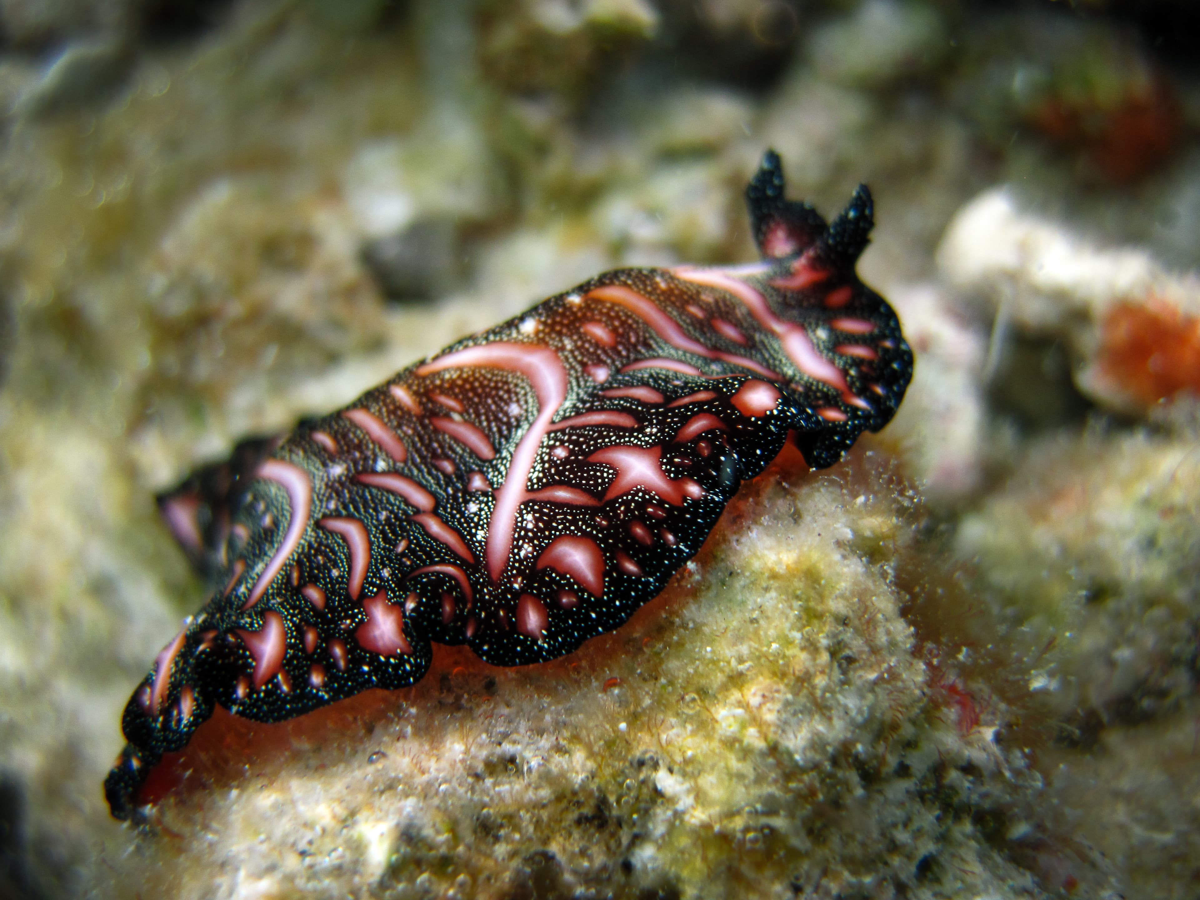 Persian Carpet Flatworm (Pseudobiceros bedfordi)