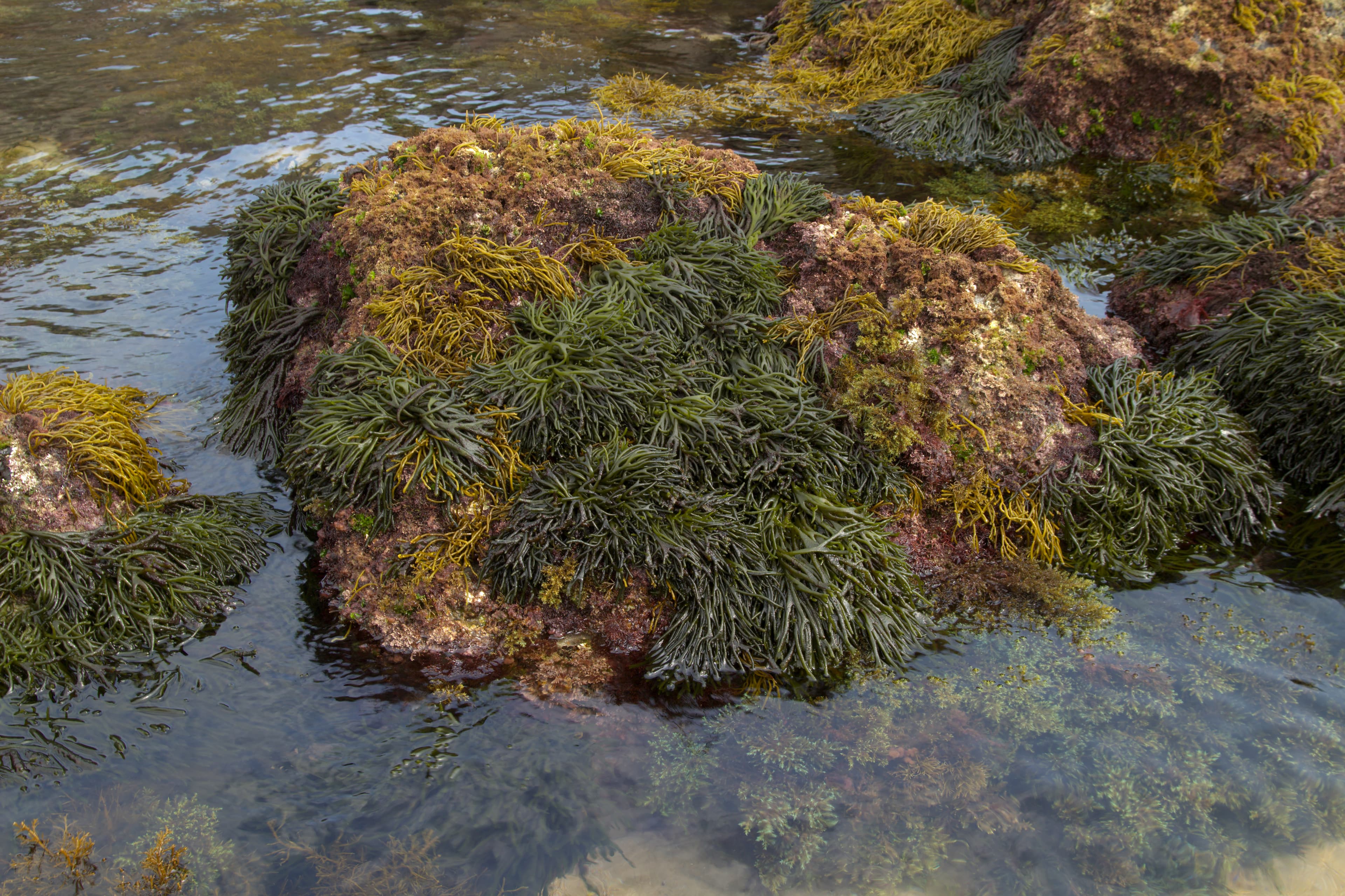 Dead Man's Fingers (Codium fragile) in shallow water zone - Coastal part of Cantabria in the north of Spain, Costa Quebrada