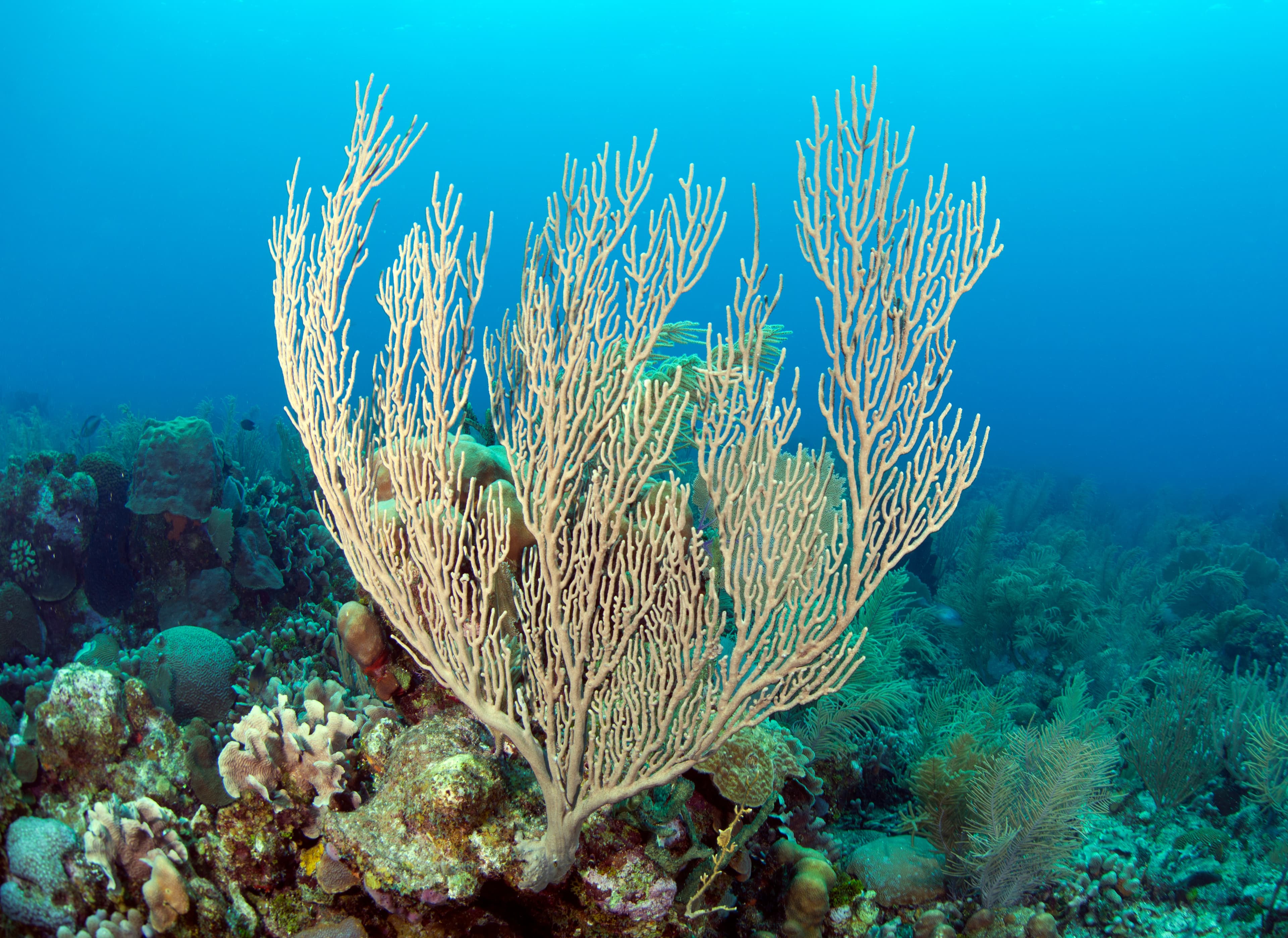 Coral reef gorgonian