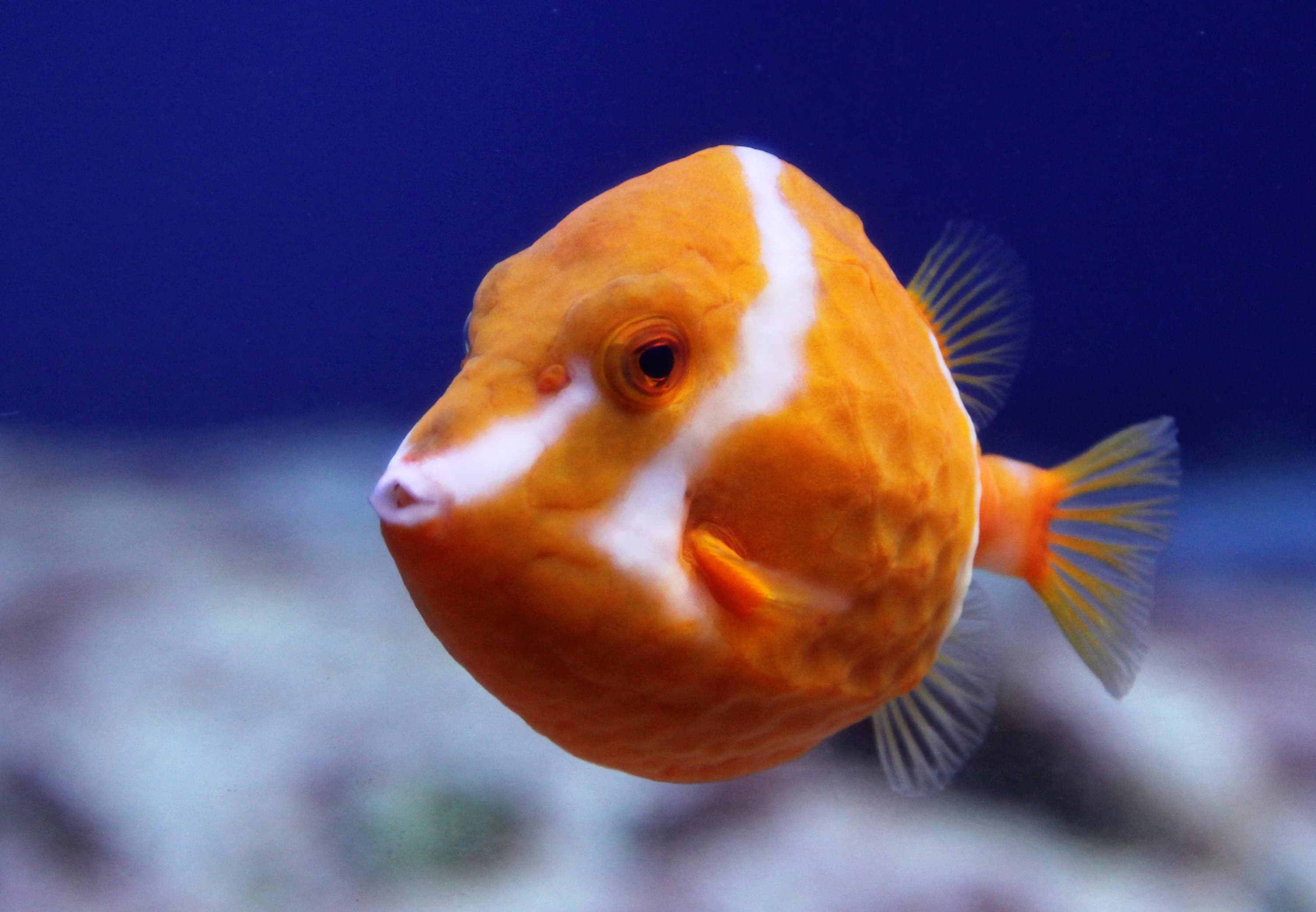 Flame or White Barred Boxfish (Anoplocapros lenticularis)