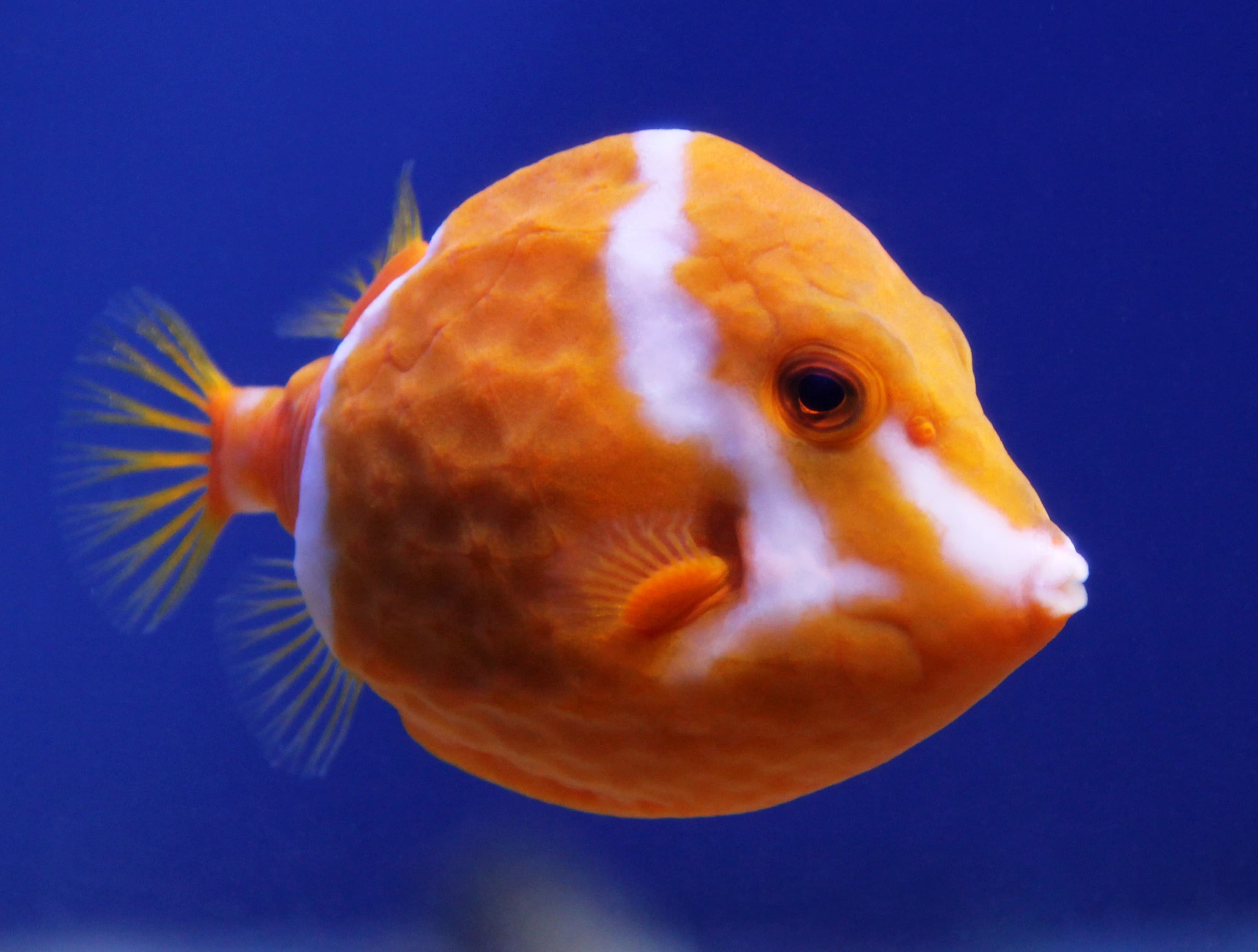 Flame or White Barred Boxfish (Anoplocapros lenticularis)