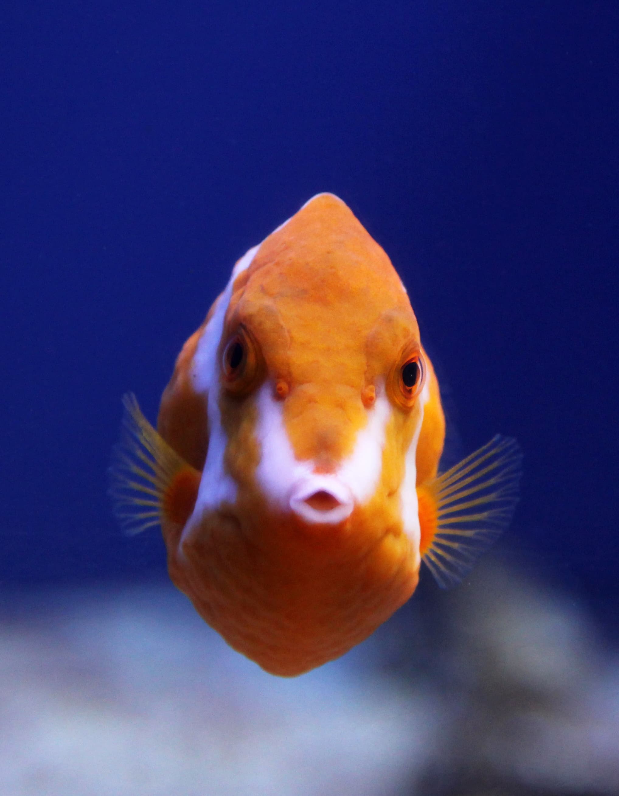 Flame or White Barred Boxfish (Anoplocapros lenticularis)