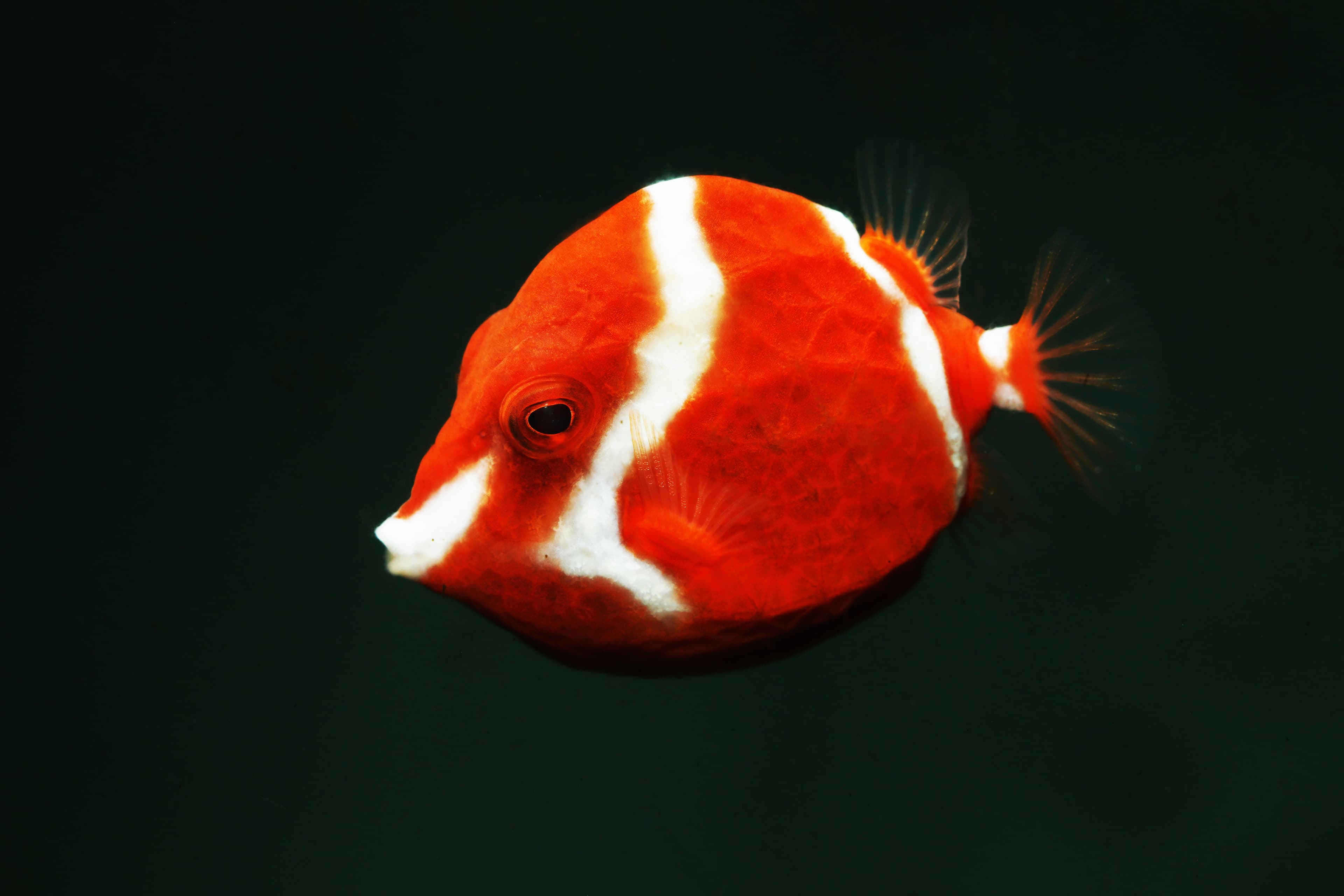 Juvenile male White-barred Boxfish (Anoplocapros lenticularis)