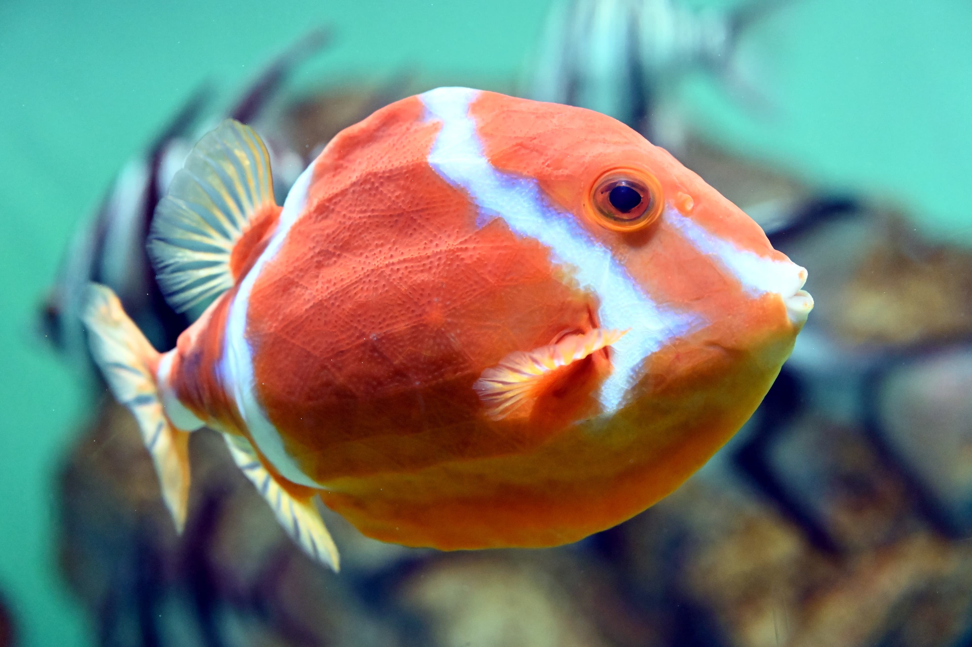 The swimming appearance of the White-barred Boxfish, a fish with very hard scales