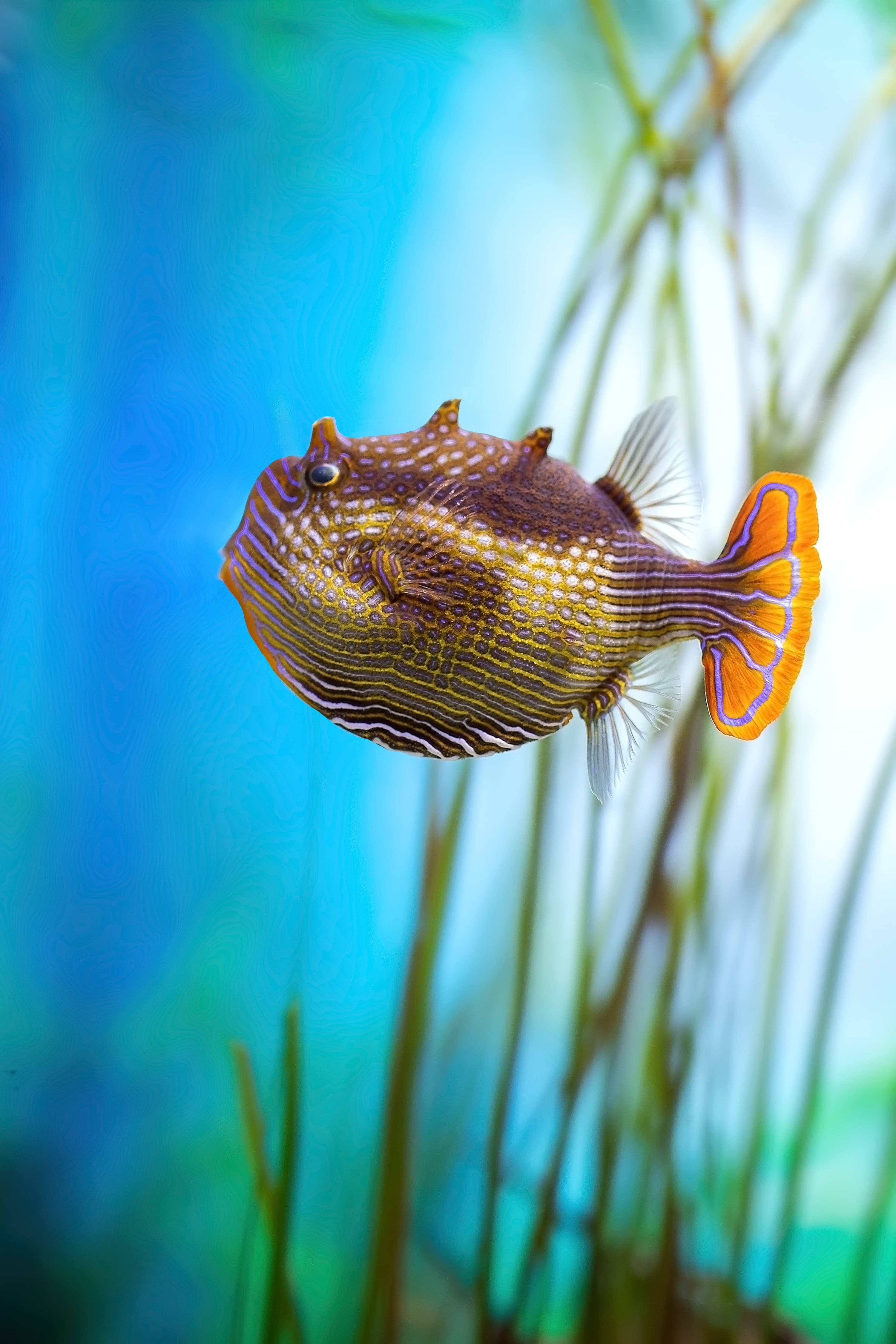 Ornate Cowfish (Aracana ornata) in an aquarium