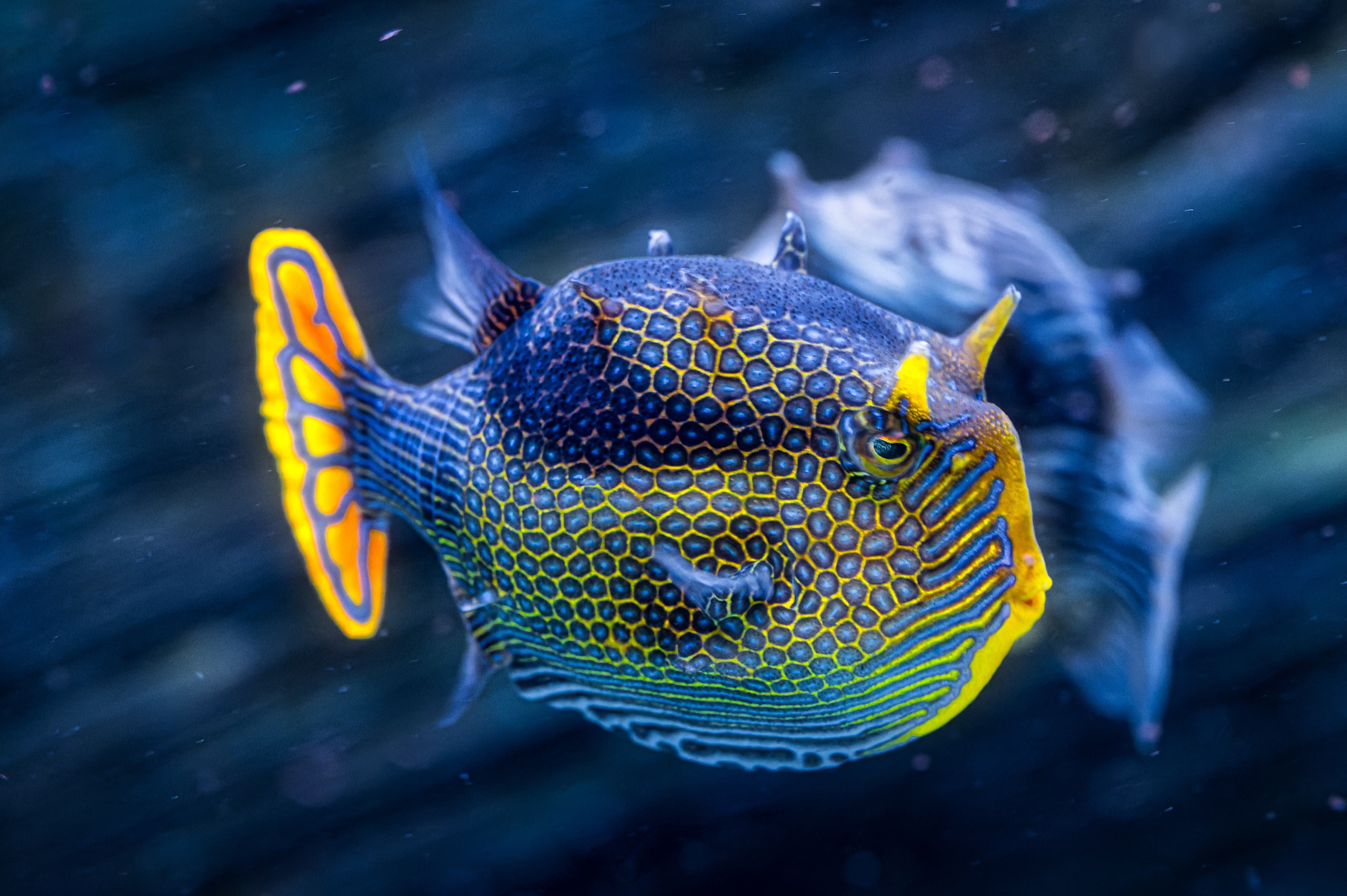 Male Ornate Cowfish (Aracana ornata)