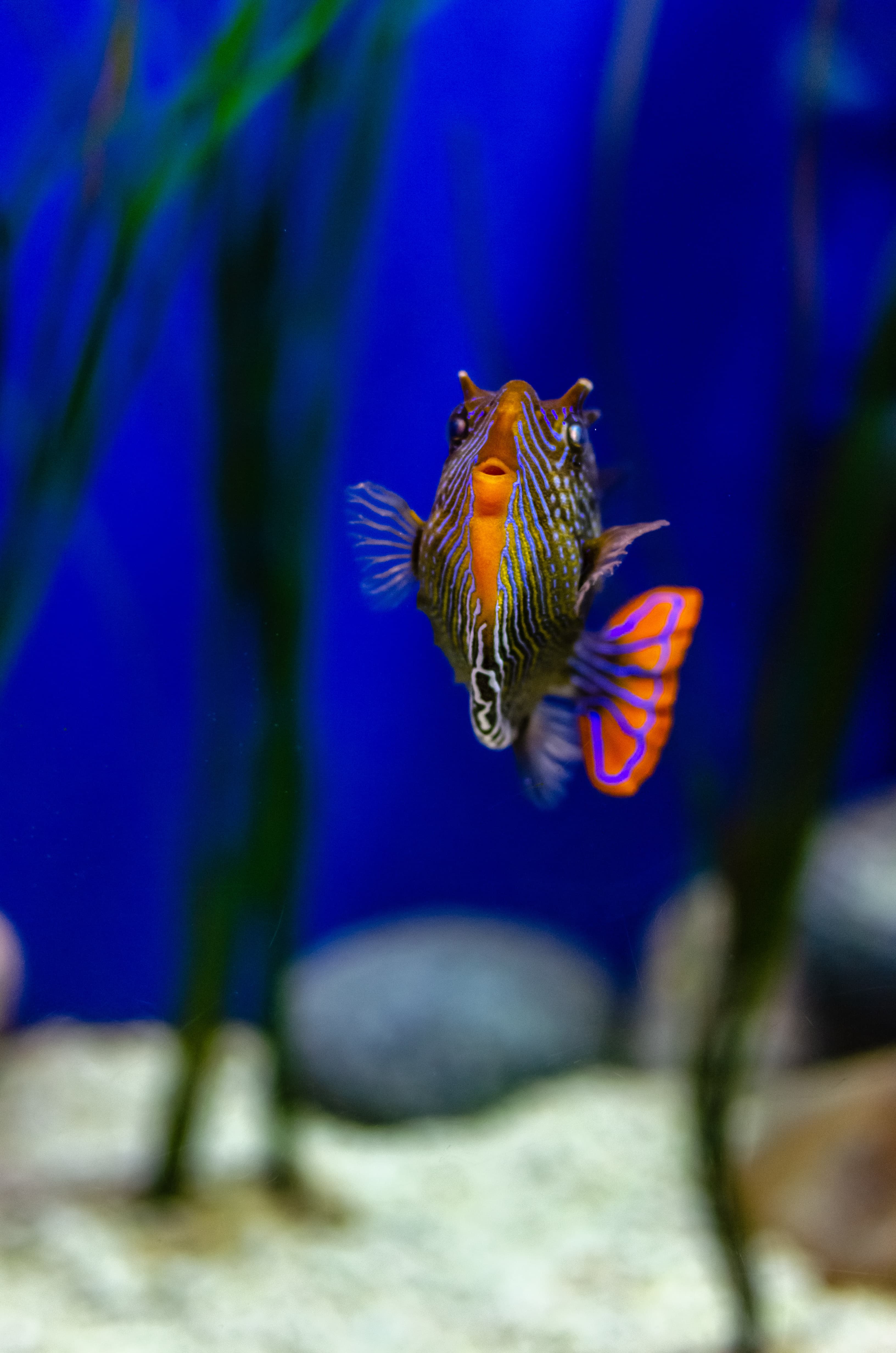 Close-up shot of Ornate Cowfish (Aracana ornata) in an aquarium