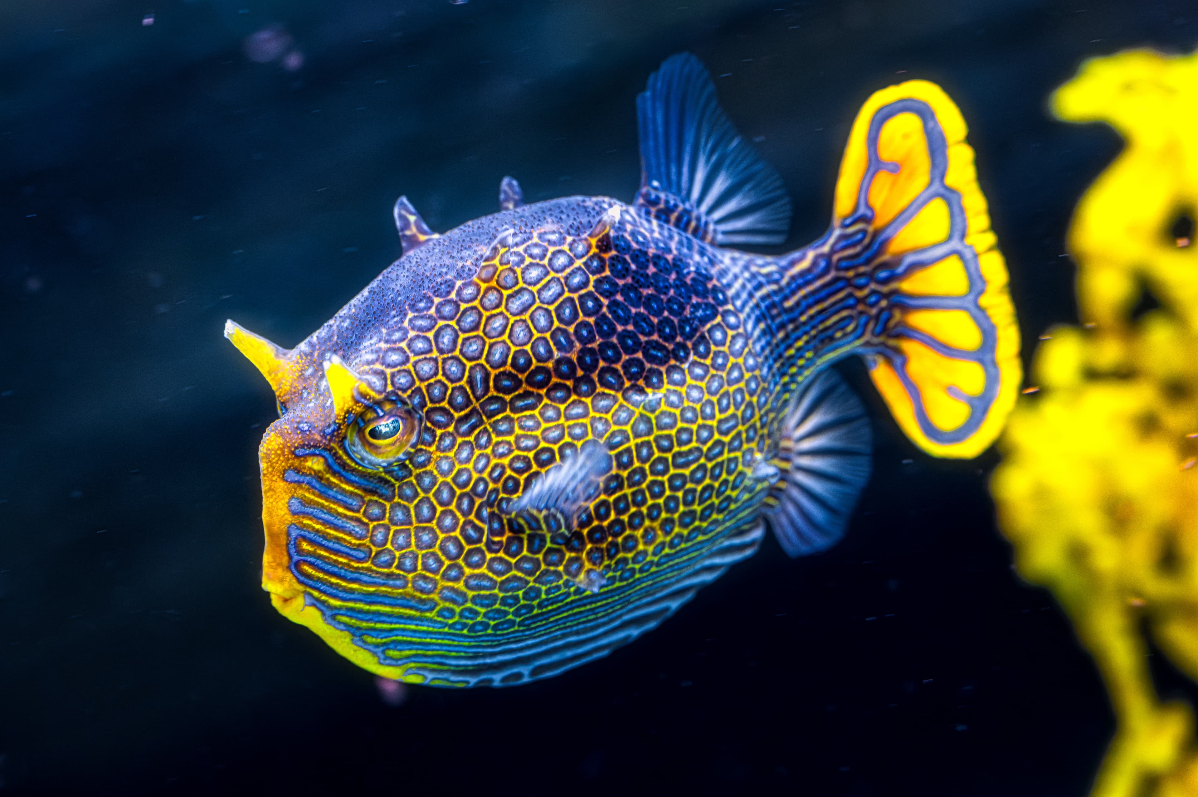 Male Ornate Cowfish (Aracana ornata)