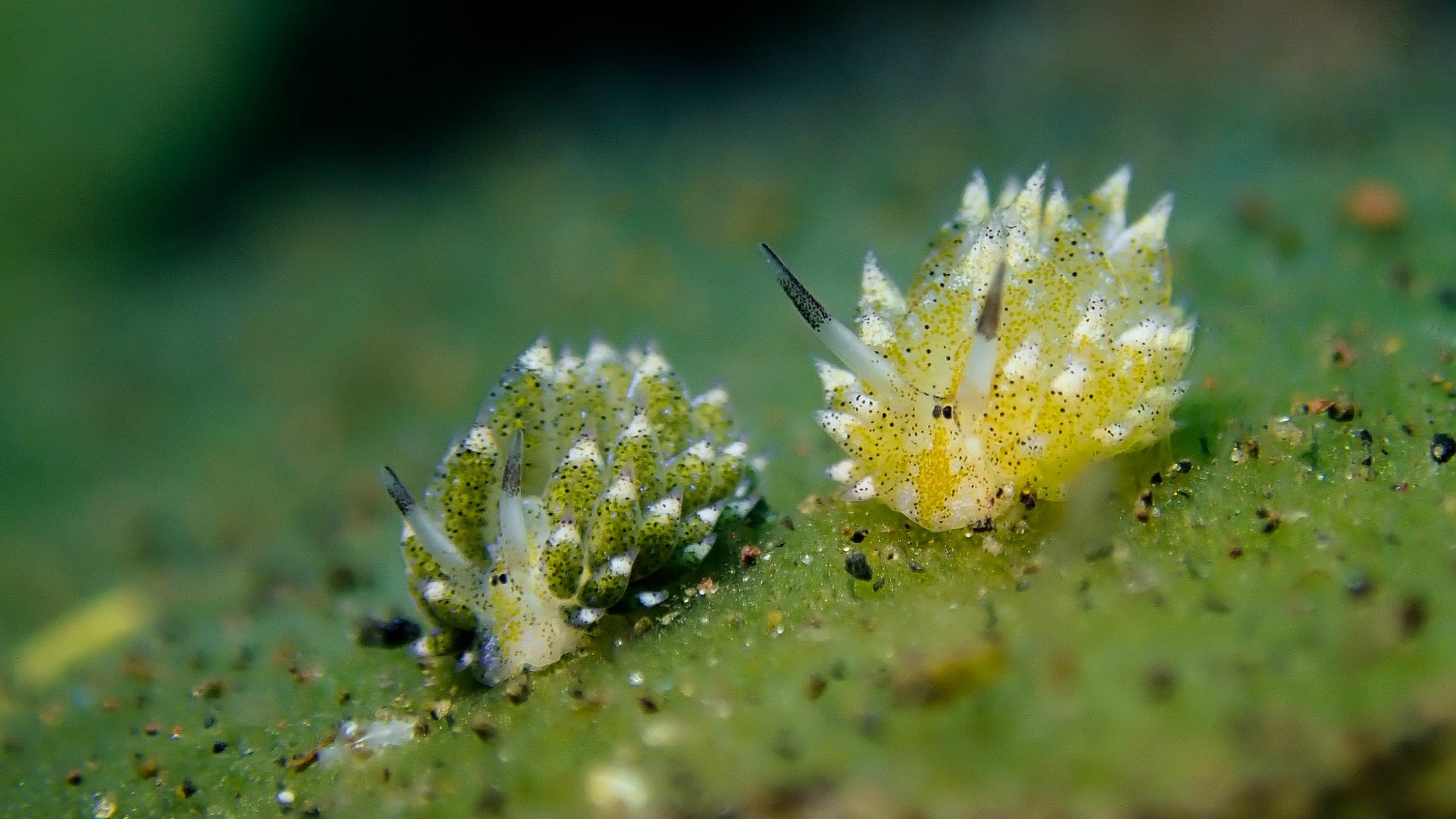 Close up of two Leaf Sheep (Costasiella kuroshimae)