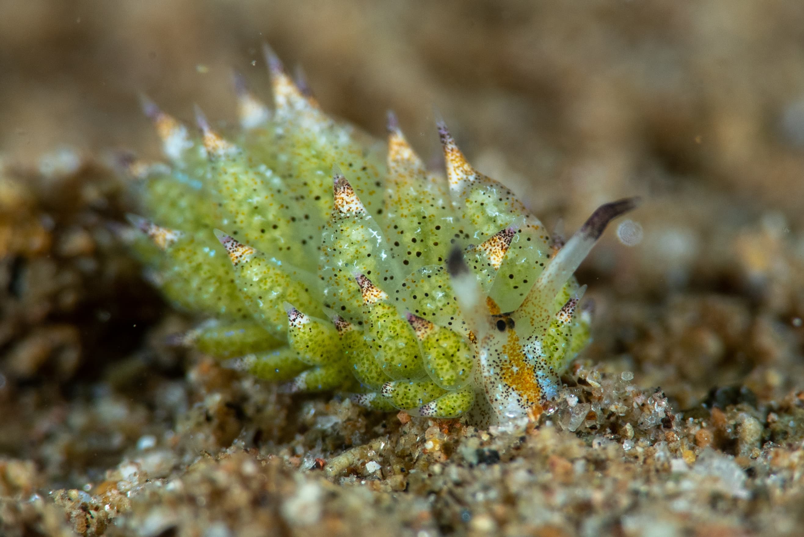 Little Leaf Sheep (Costasiella kuroshimae) nudibranch