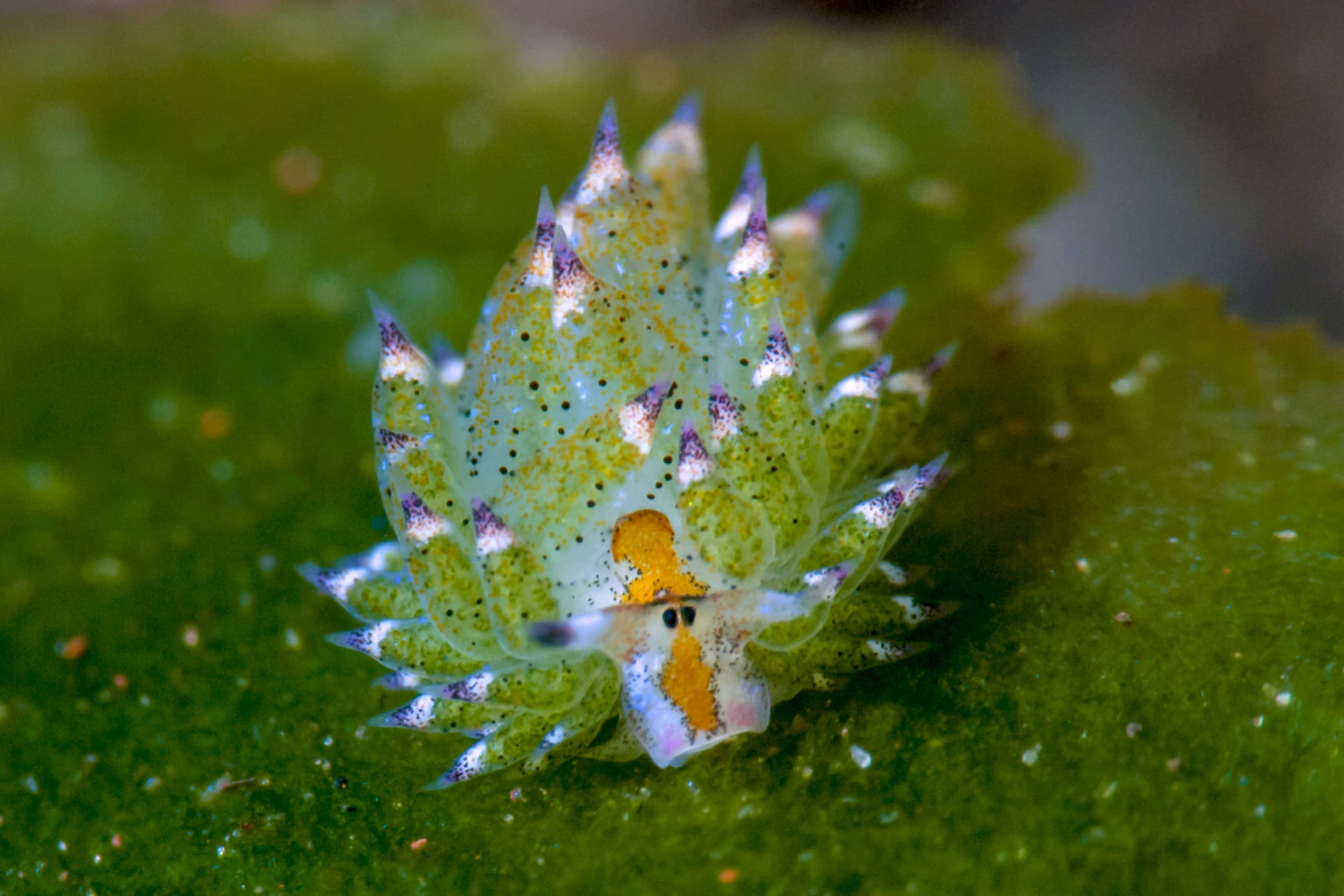 Leaf Sheep (Costasiella kuroshimae) nudibranch