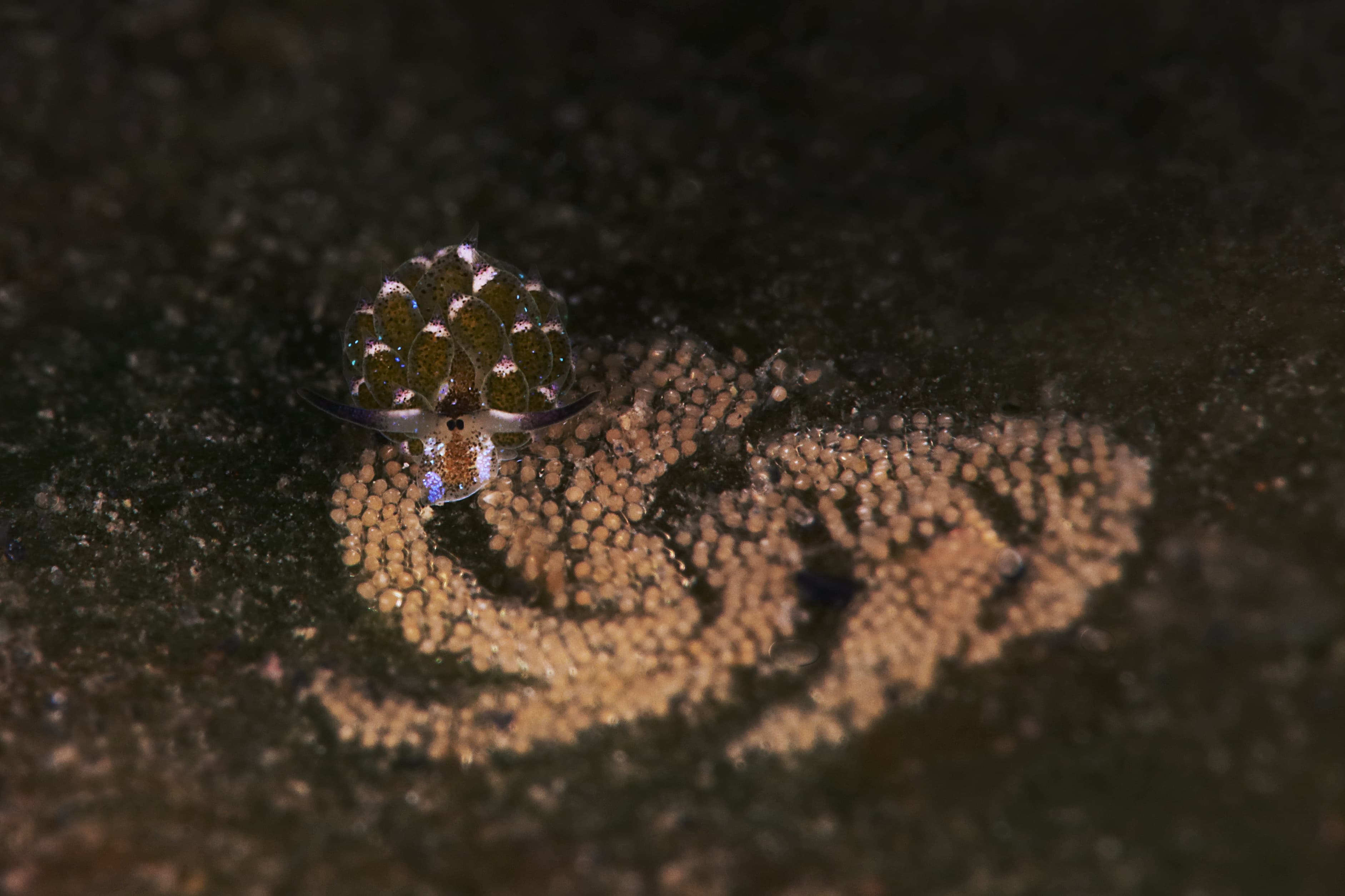 Leaf Sheep (Costasiella kuroshimae) with eggs, size 2 mm. Picture was taken in Lembeh Strait, Indonesia