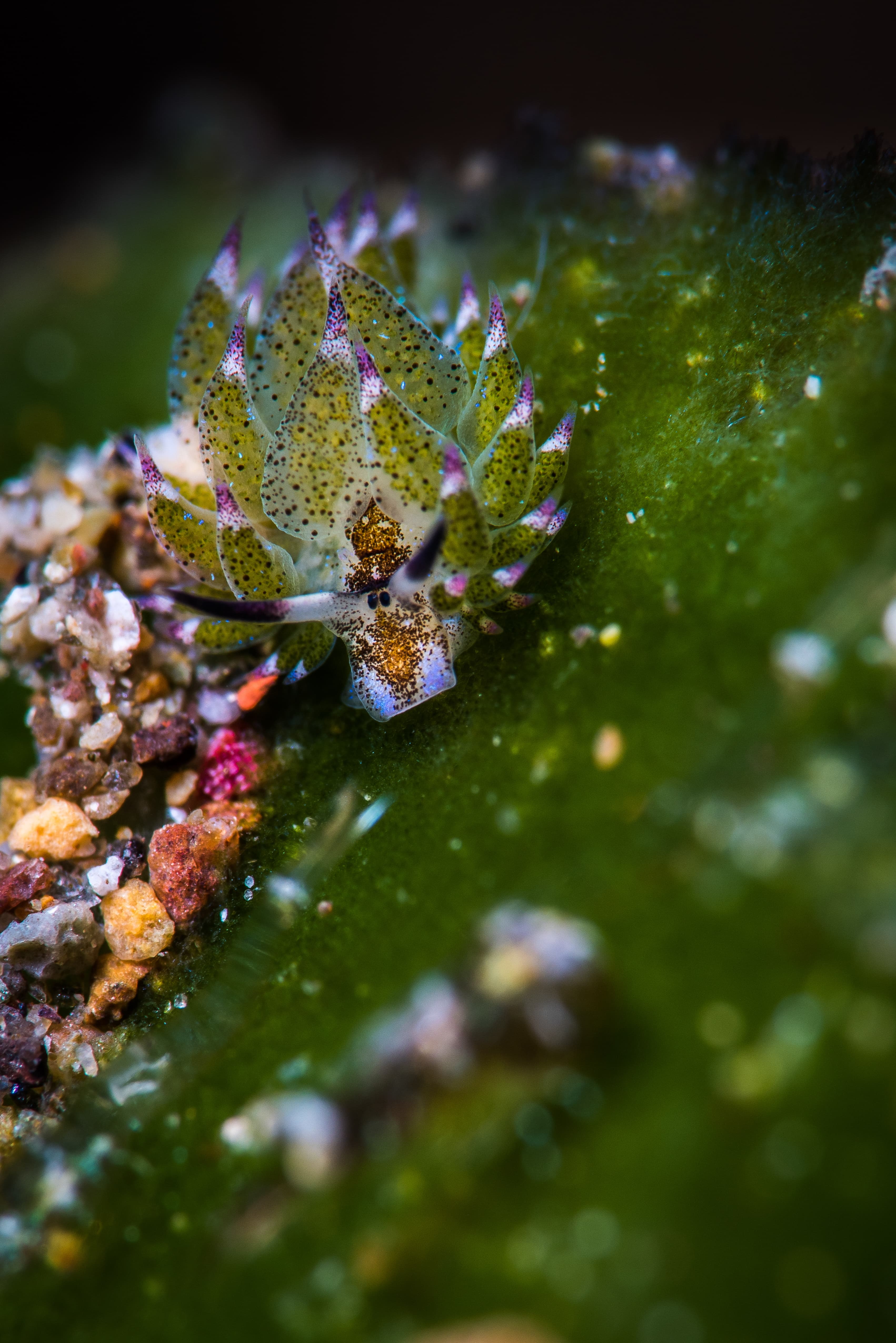 Leaf Sheep (Costasiella kuroshimae)