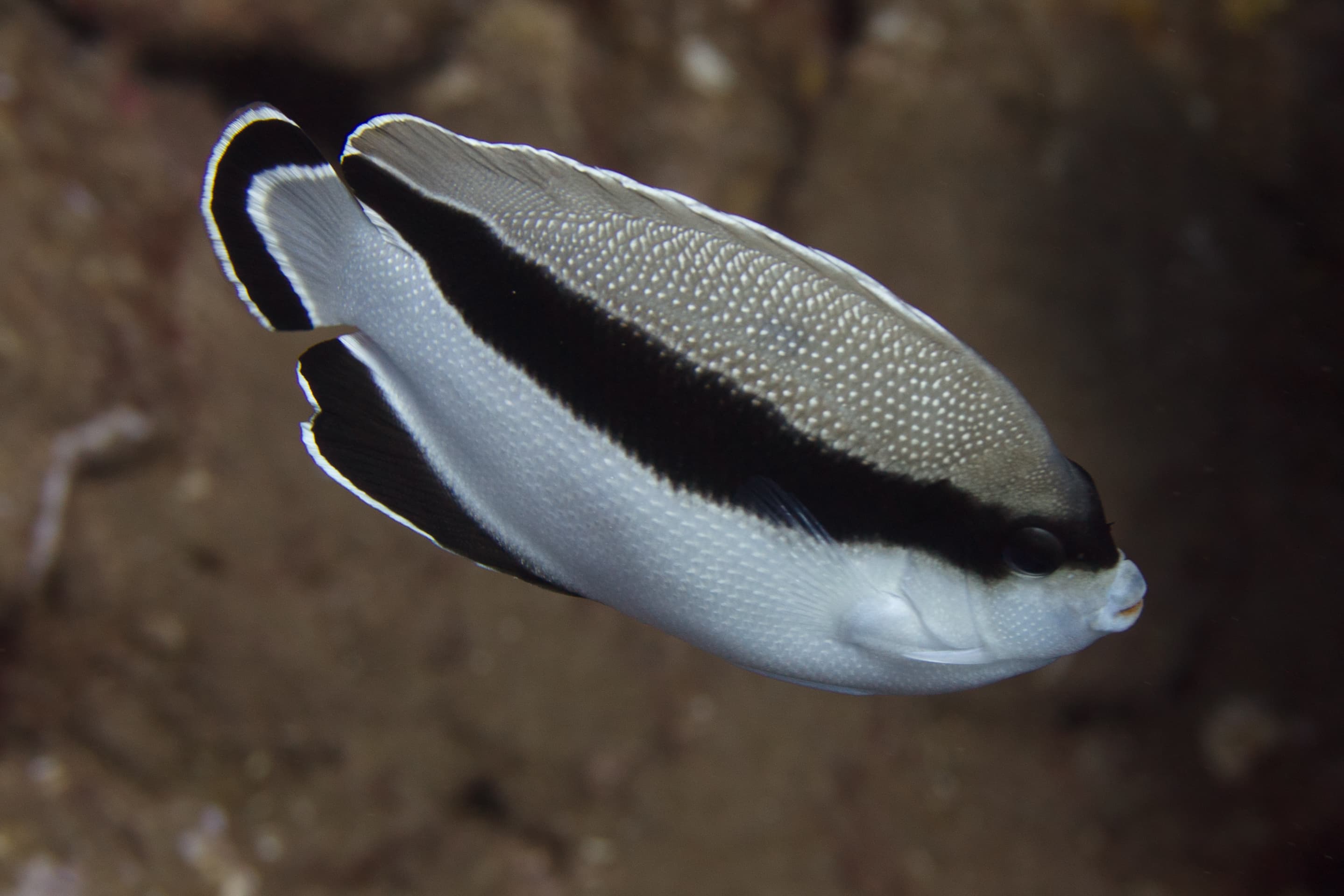 Bandit Angelfish on coral reef