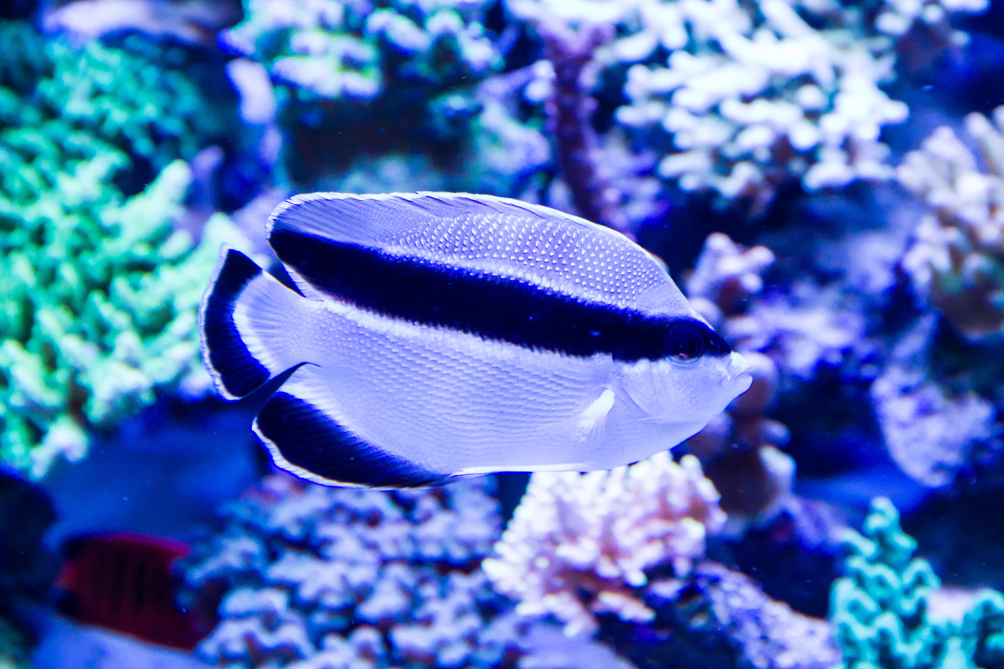 Bandit Angelfish also known as Banded Angelfish (Apolemichthys arcuatus) in reef tank