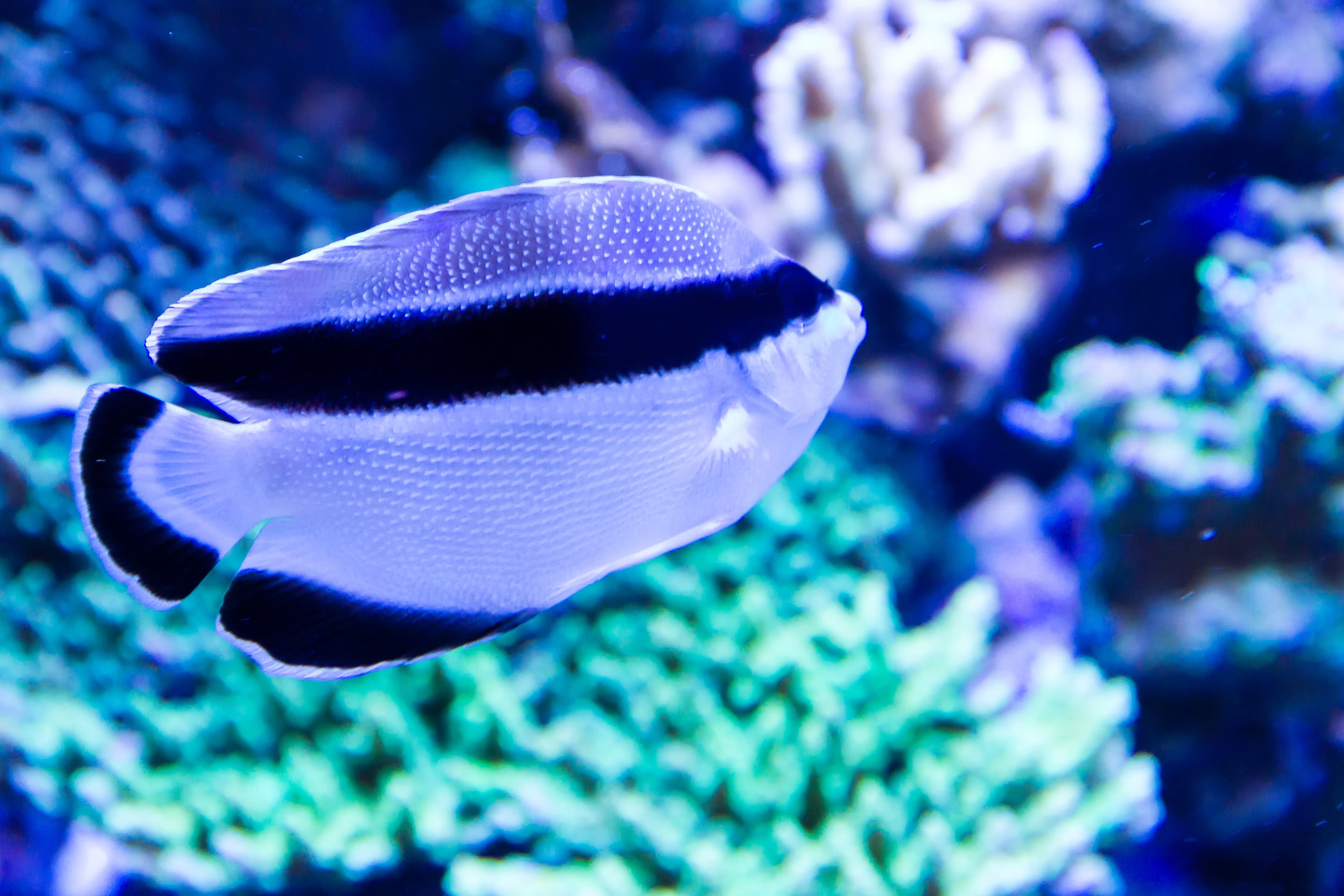 Bandit Angelfish also known as Banded Angelfish (Apolemichthys arcuatus) in reef tank