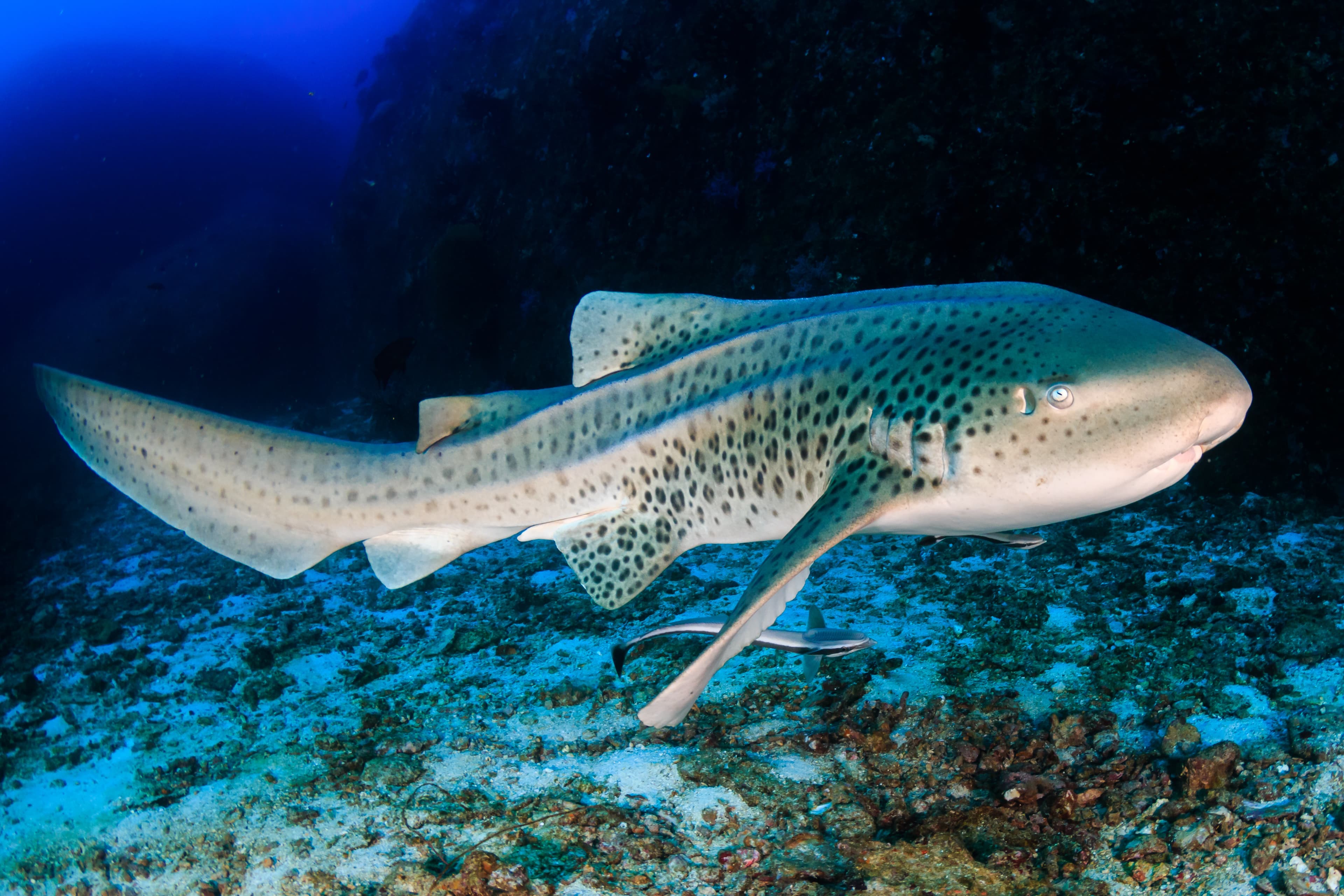 Beautifully spotted Zebra Shark on an underwater coral reef in Thailand's Similan Islands