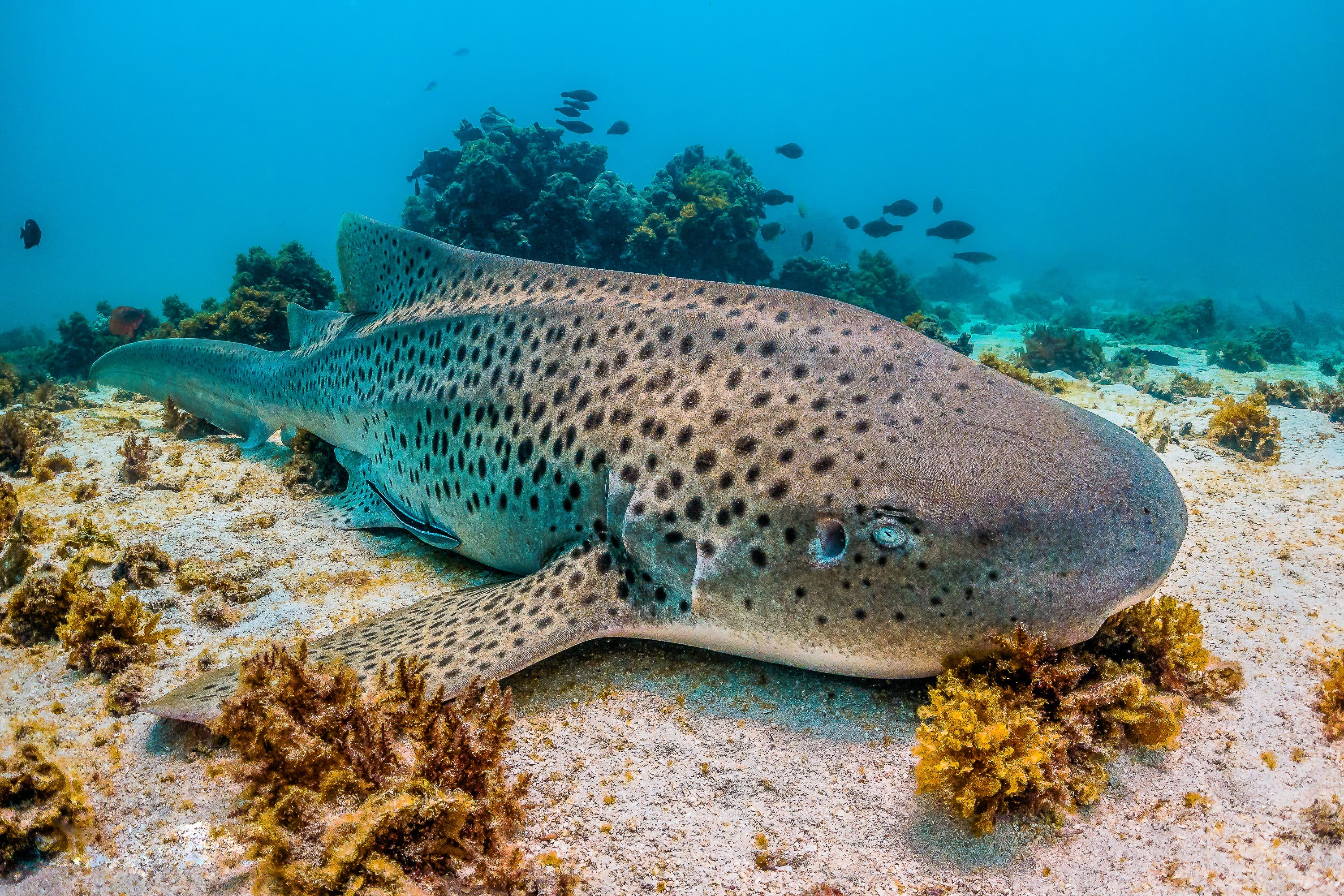 Zebra Shark resting on the sea bed