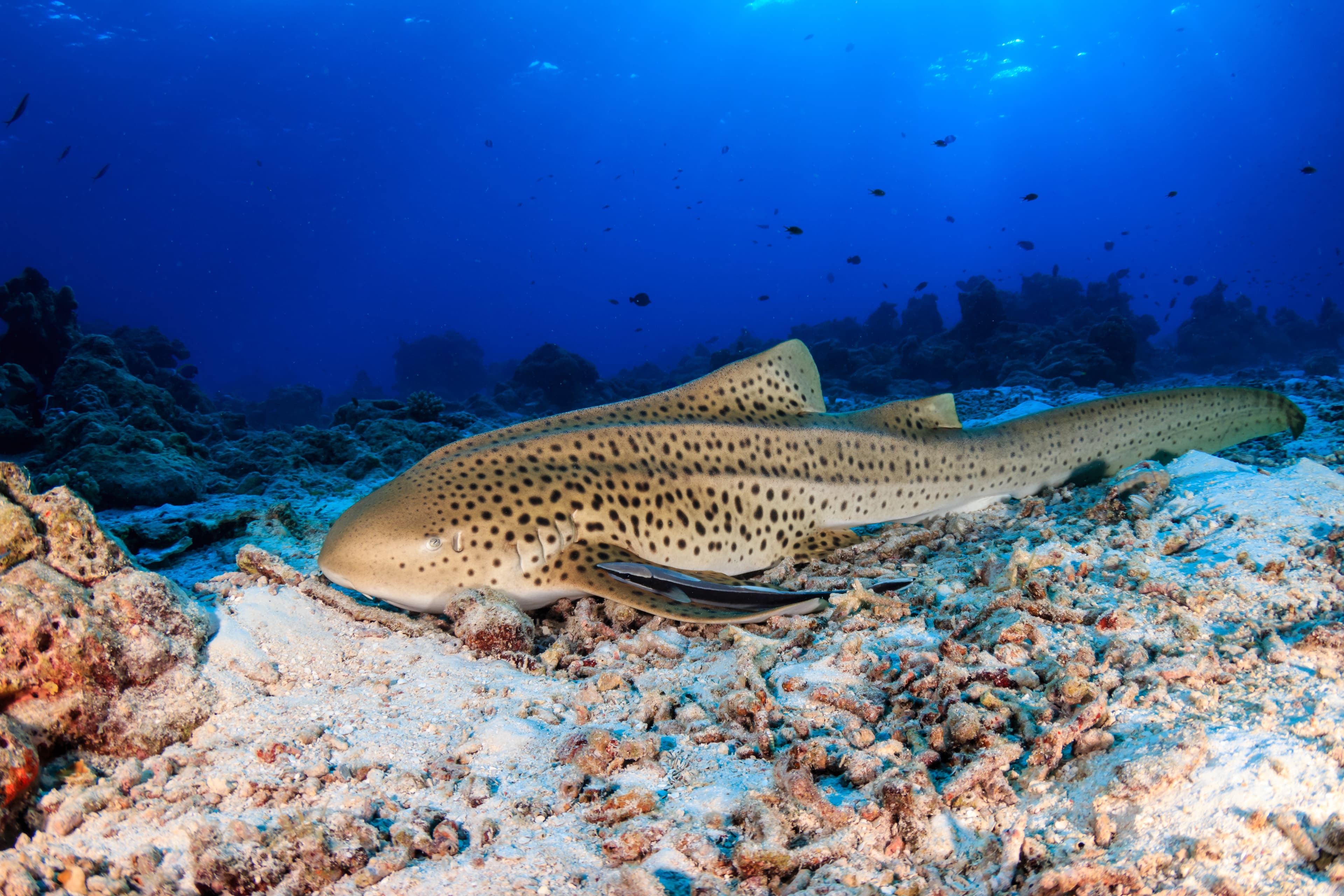 A beautiful Zebra Shark on the sea floor near a tropical coral reef in Asia