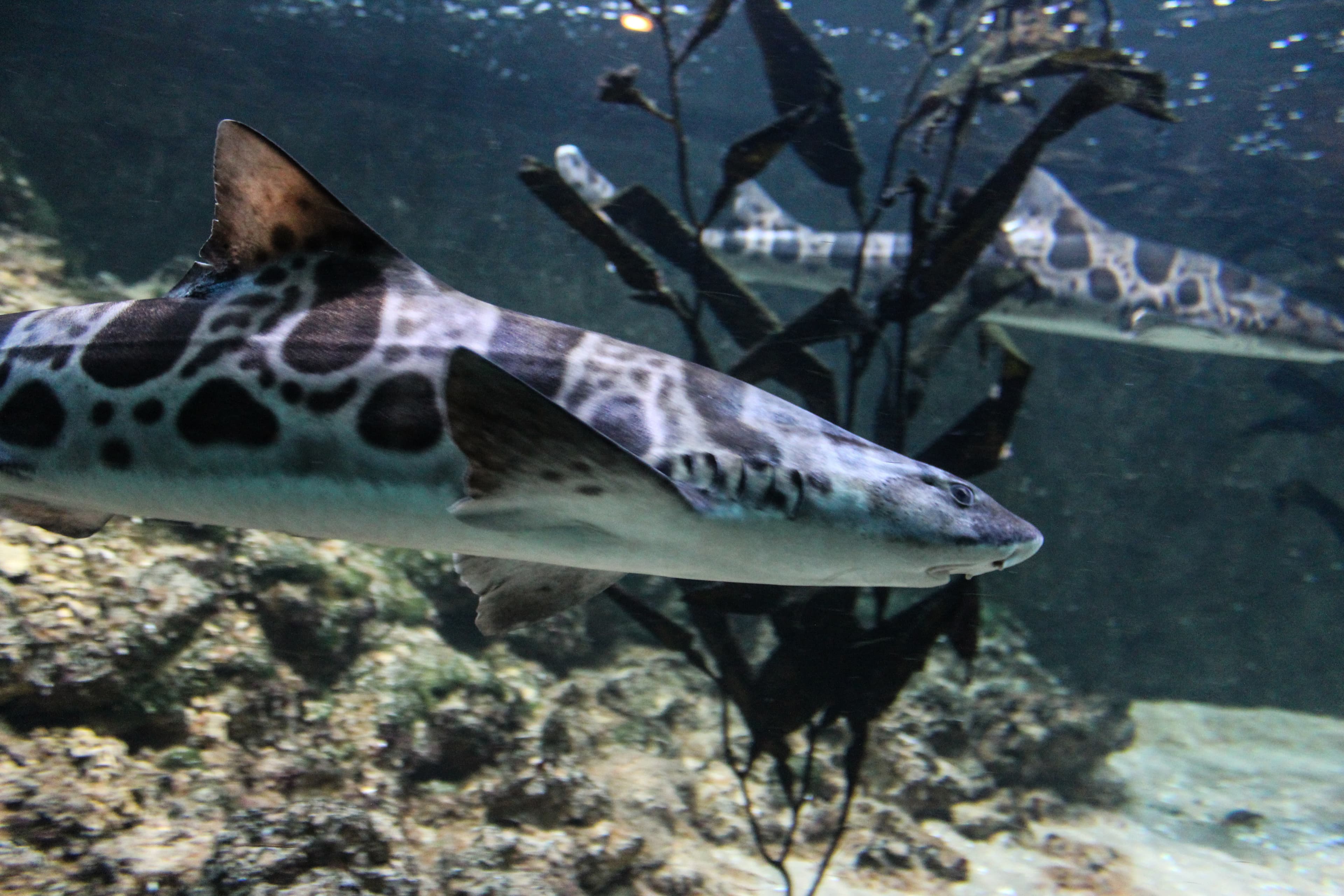 Leopard Shark (Triakis semifasciata) swimming in the Pacific coast of North America