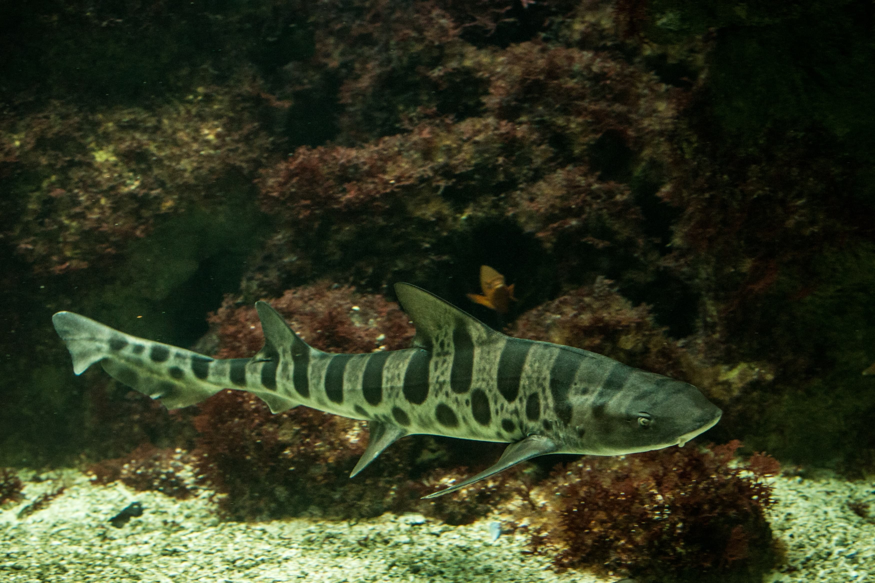 Leopard Shark (Triakis semifasciata)