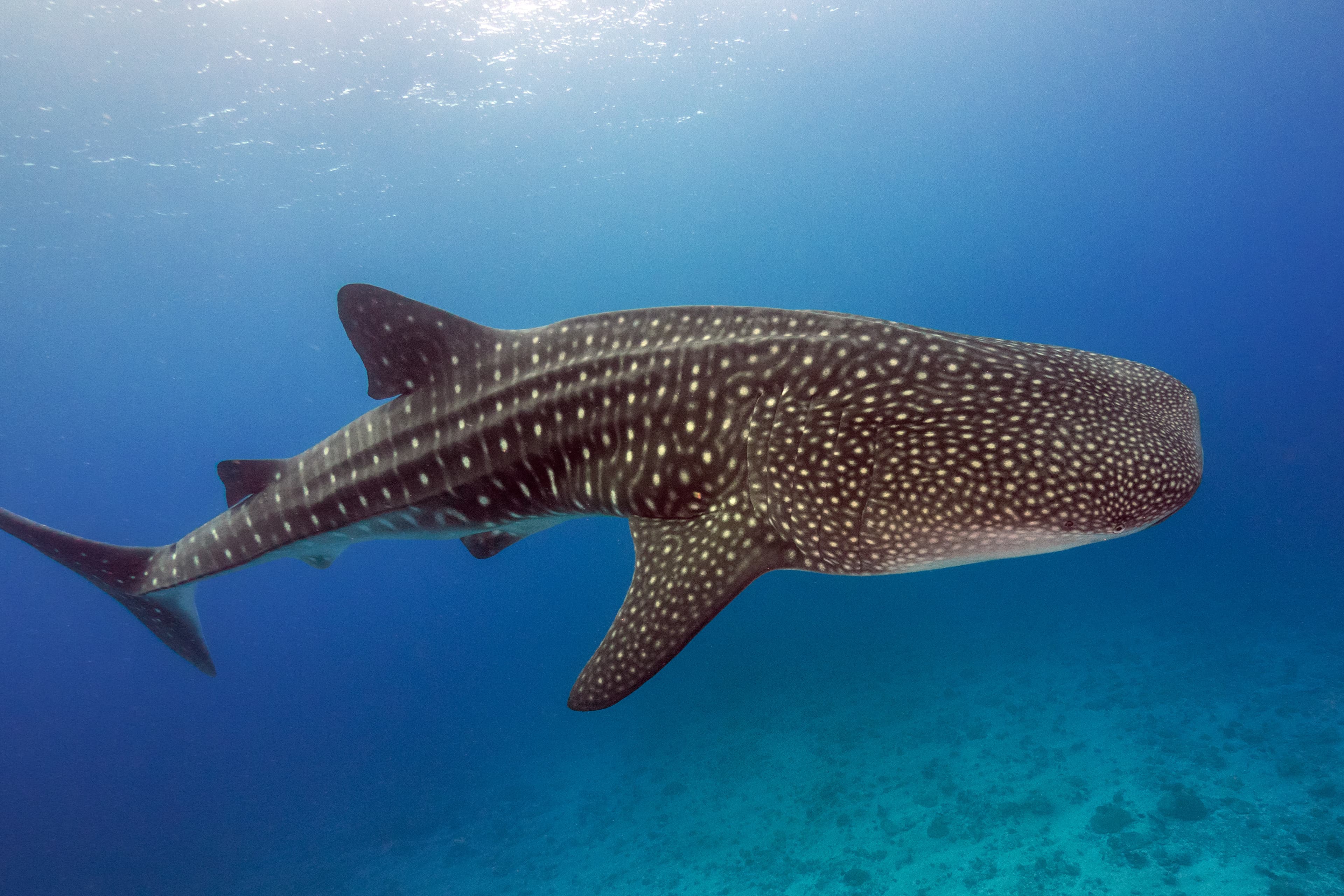 Whale Shark (Rhincodon typus)