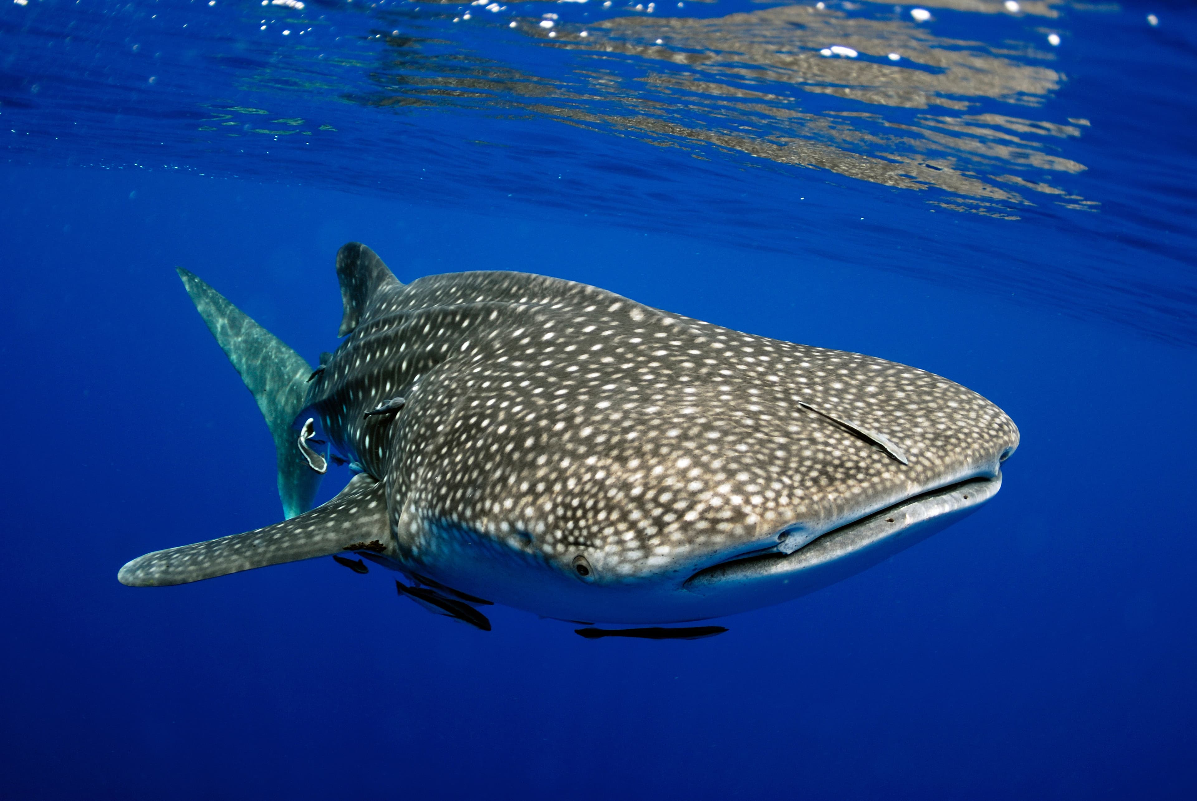 Giant Whale Shark