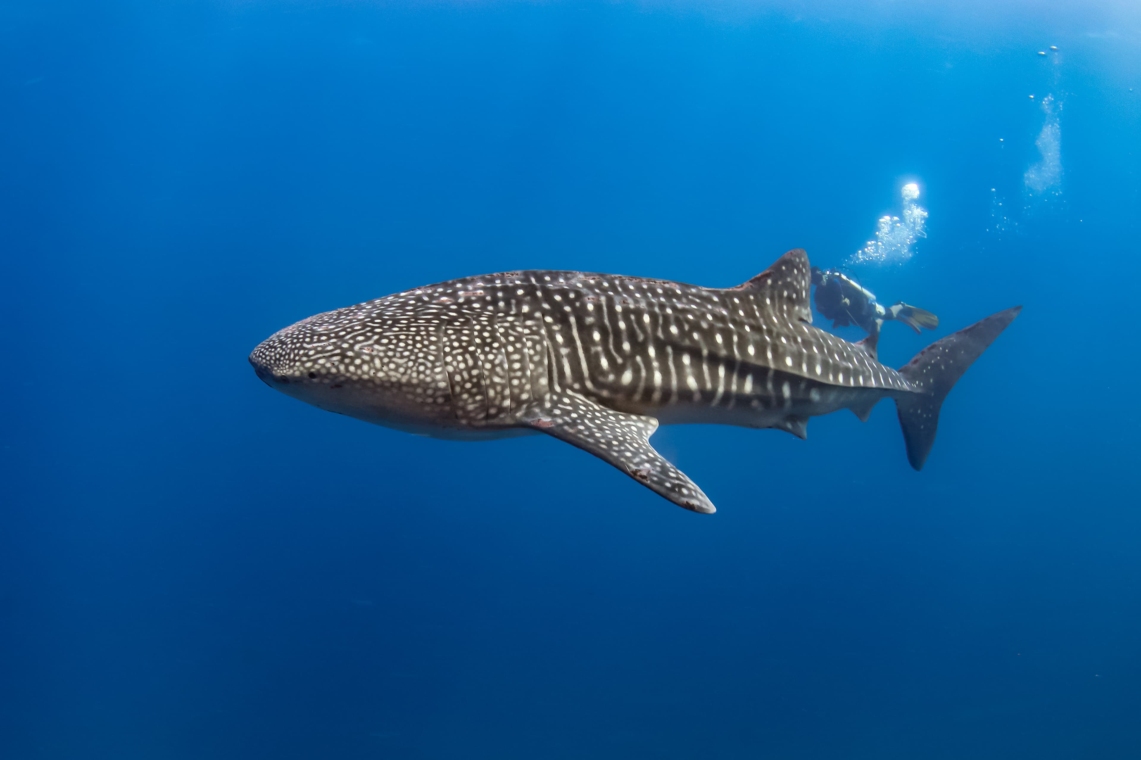 Large Whale Shark (Rhincodon typus) with scuba diver in the background