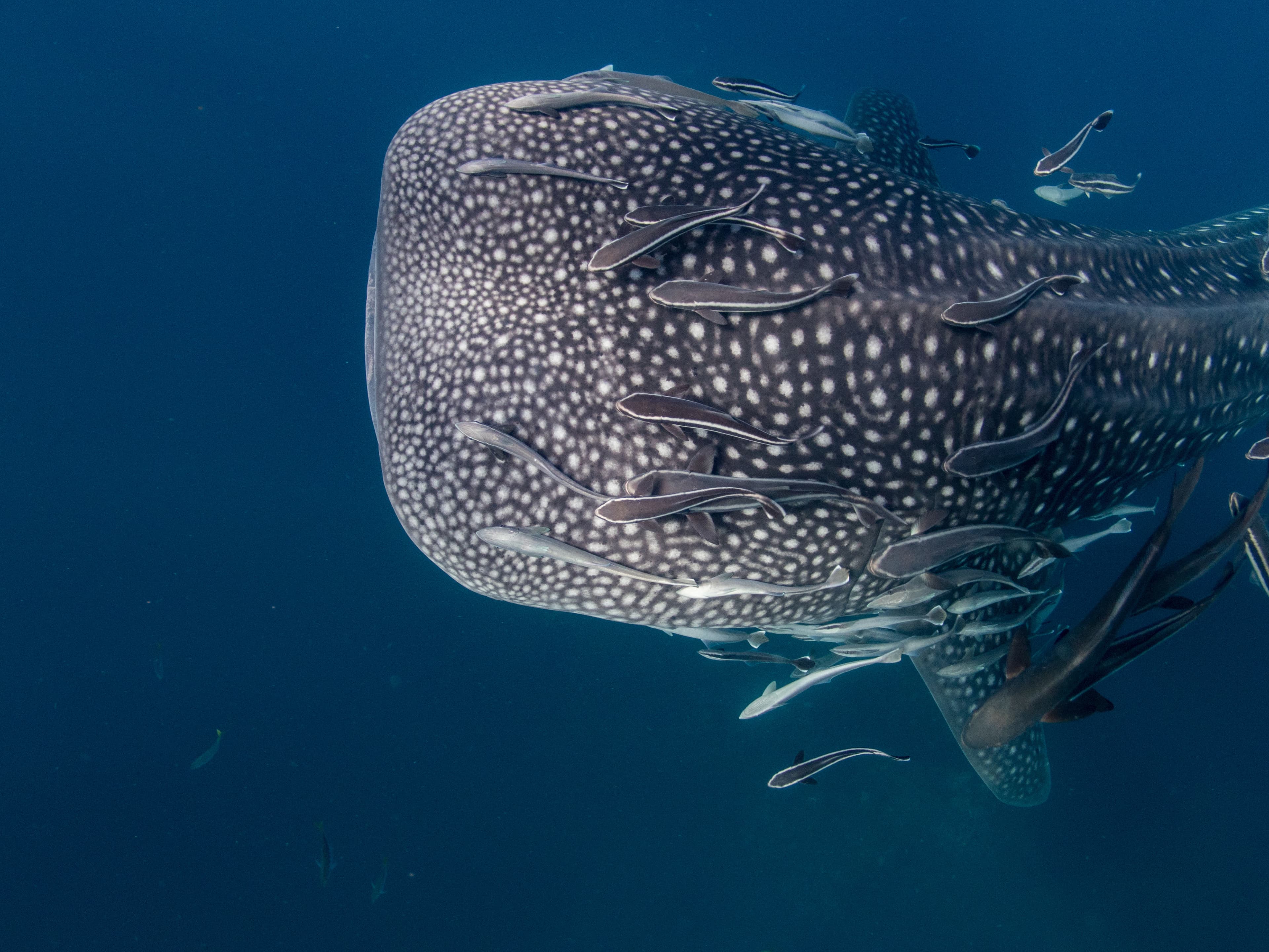 Remora fish around Whale Shark. Koh Tao, Thailand