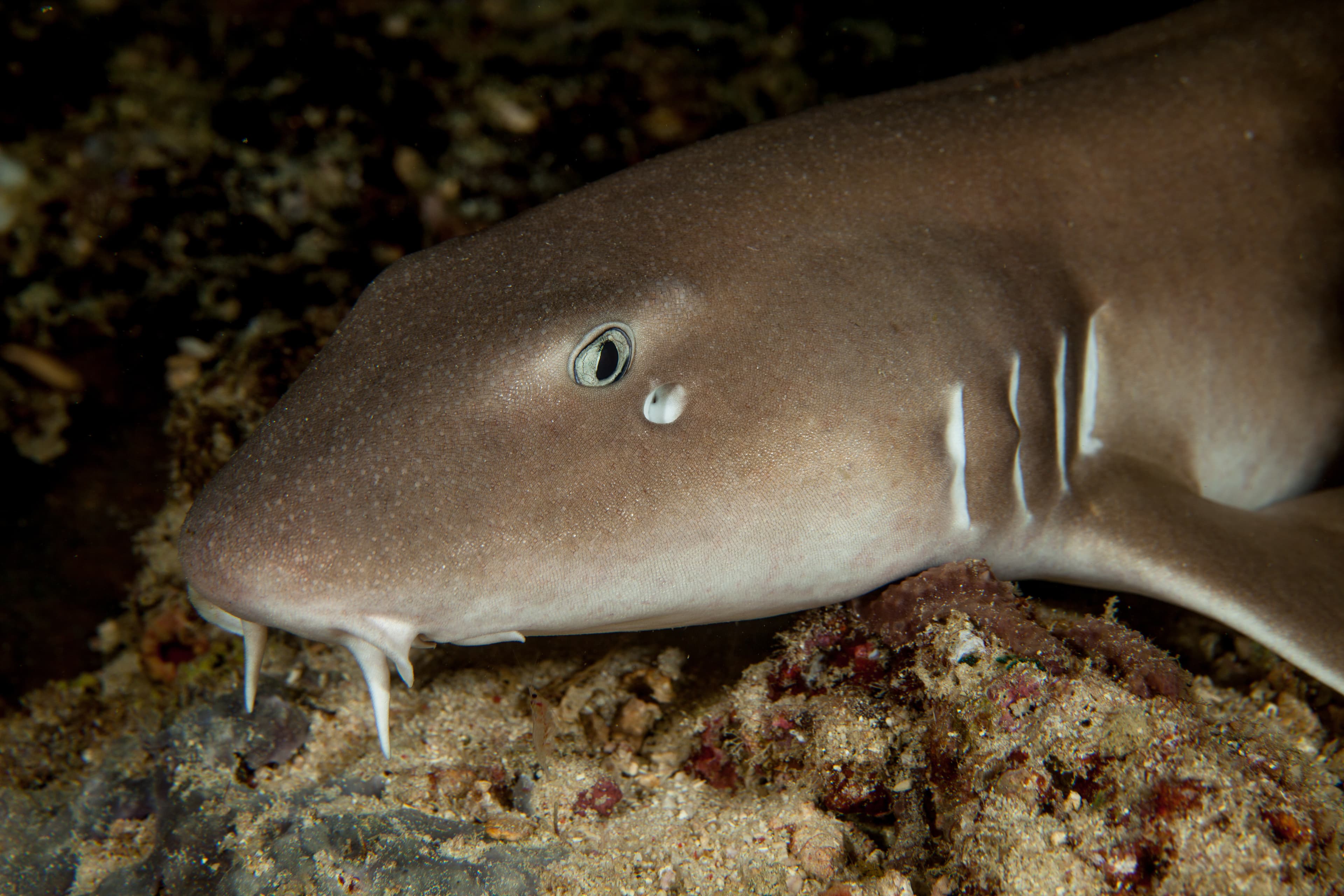 Tawny Nurse Shark (Nebrius ferrugineus)