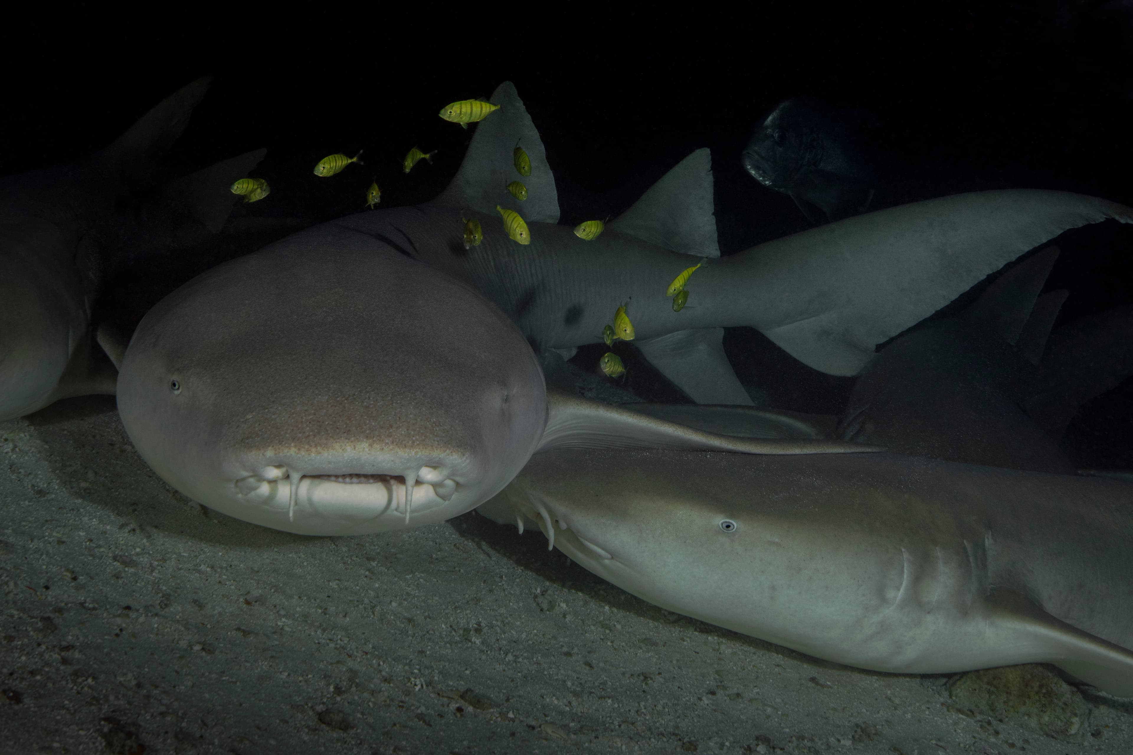 Tawny Nurse Shark (Nebrius ferrugineus) at night, Maldives