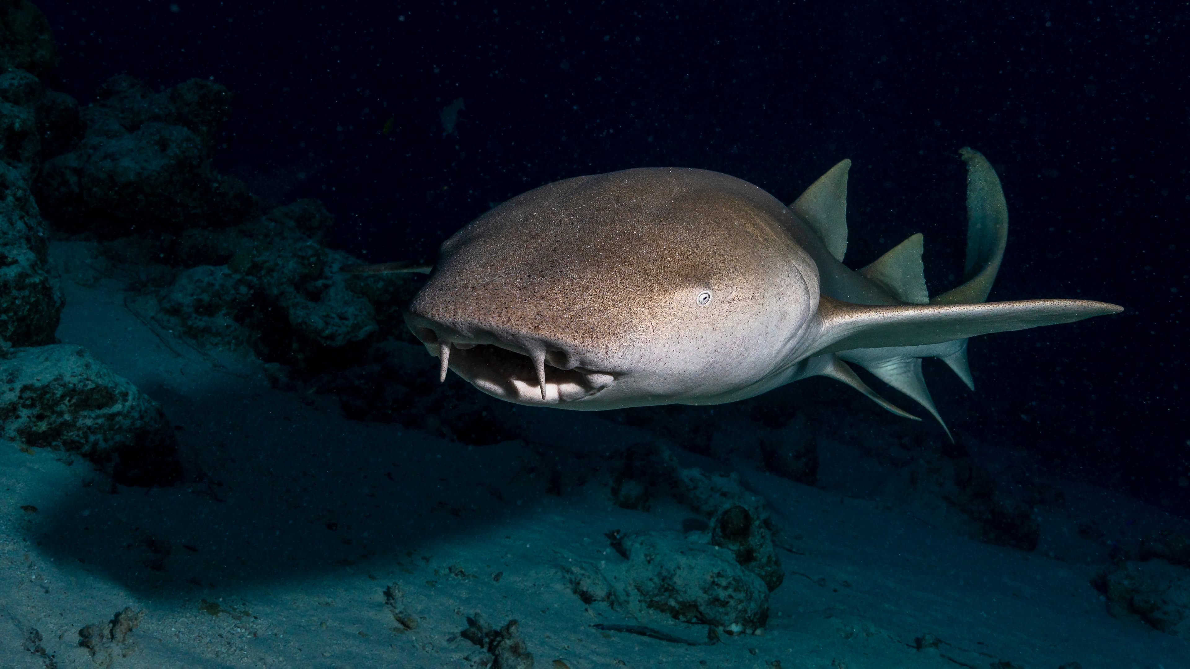 Tawny Nurse Shark (Nebrius ferrugineus) in Maldives