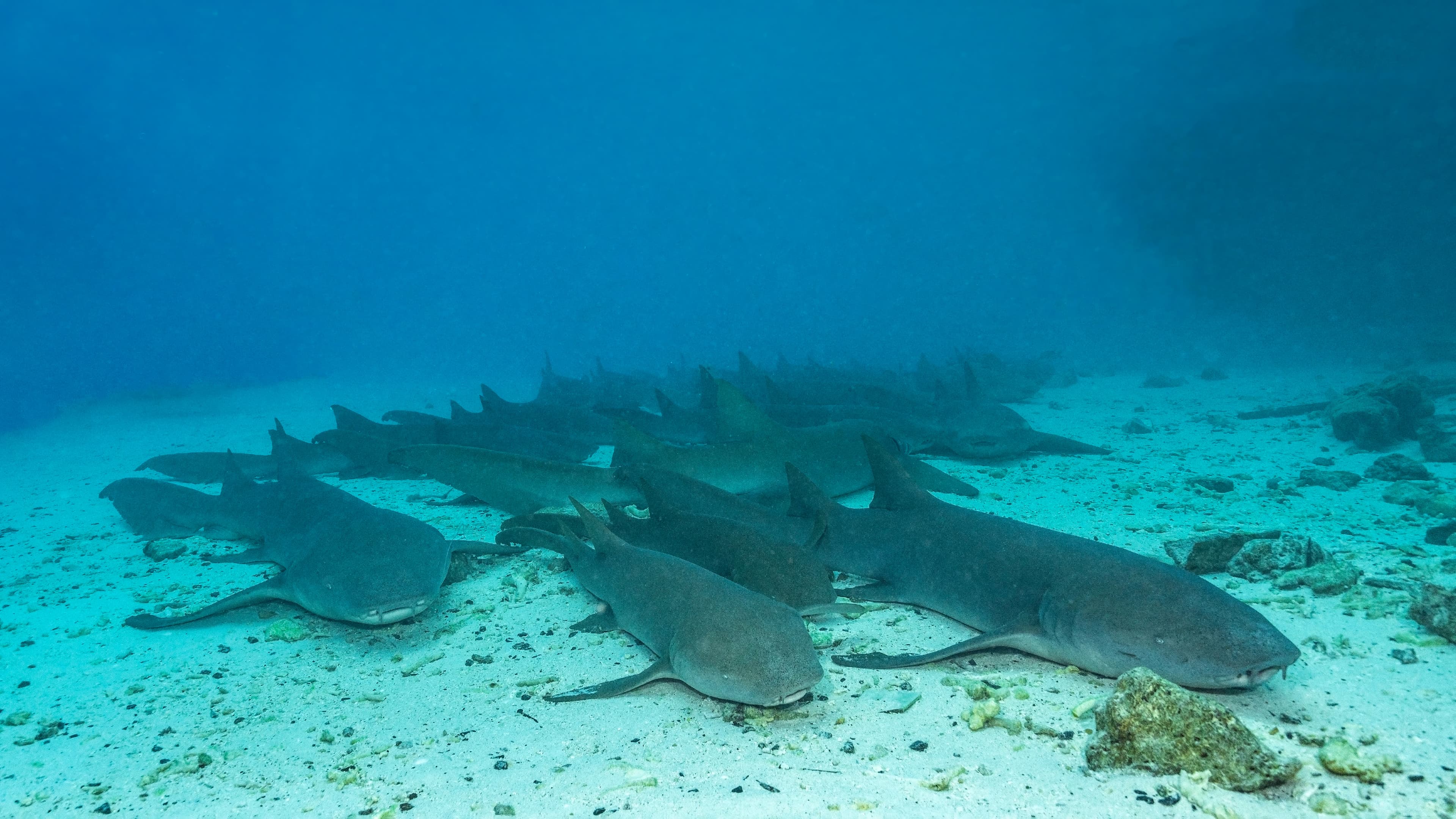 Tawny Nurse Sharks (Nebrius ferrugineus) resting on the bottom, Maldives