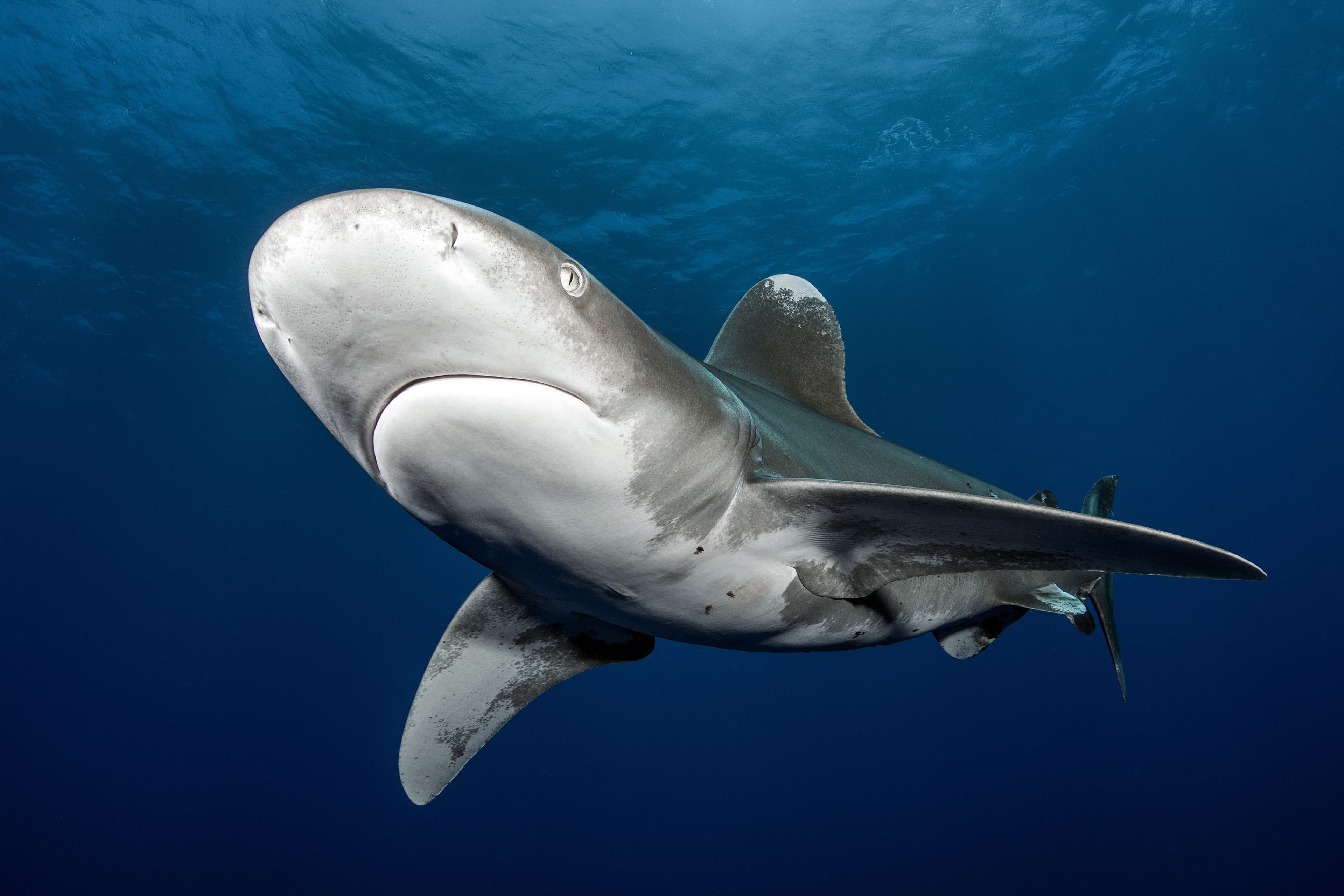 Oceanic Whitetip Shark (Carcharhinus longimanus), Cat Island Bahamas