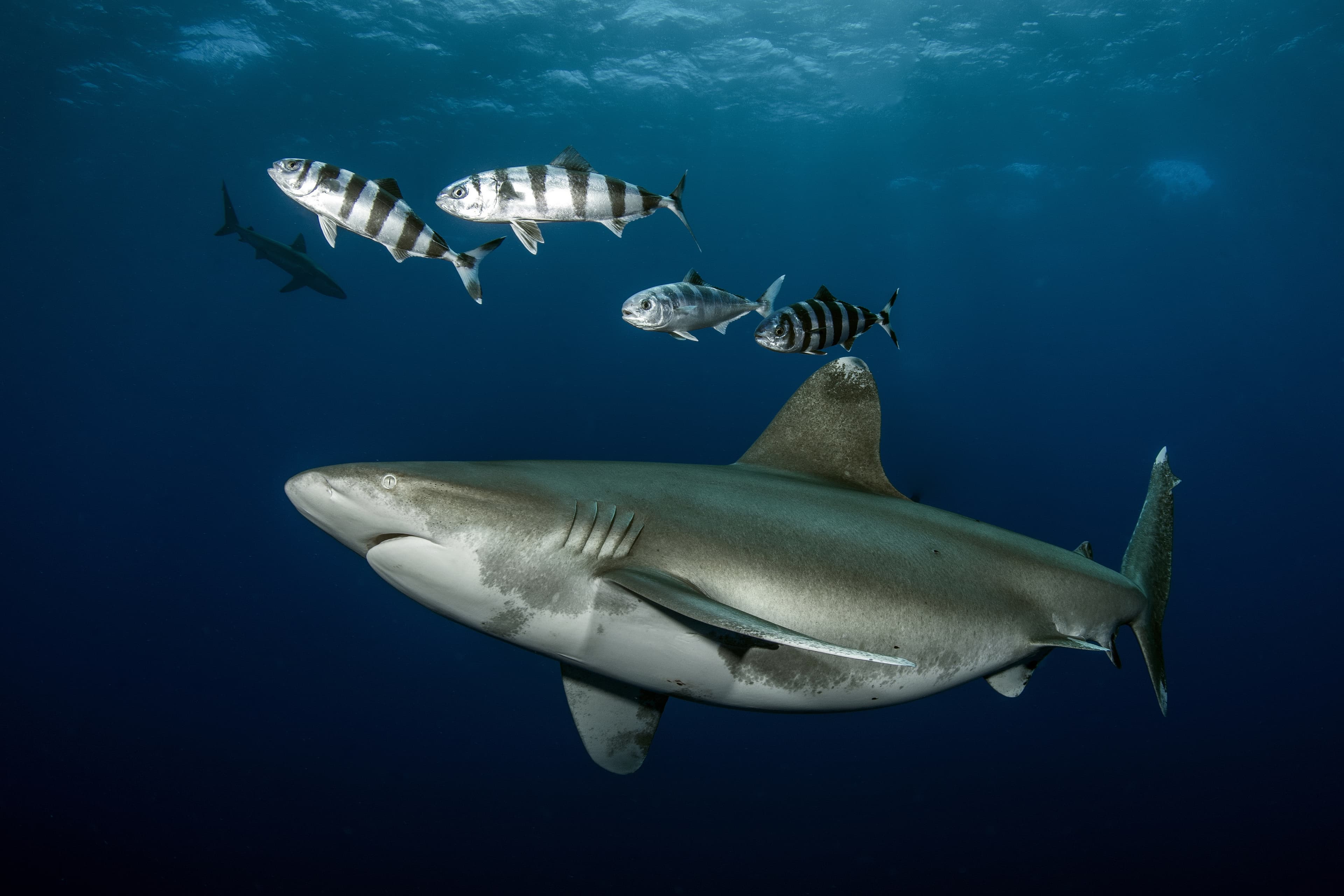 Oceanic Whitetip Shark (Carcharhinus longimanus), Cat Island Bahamas