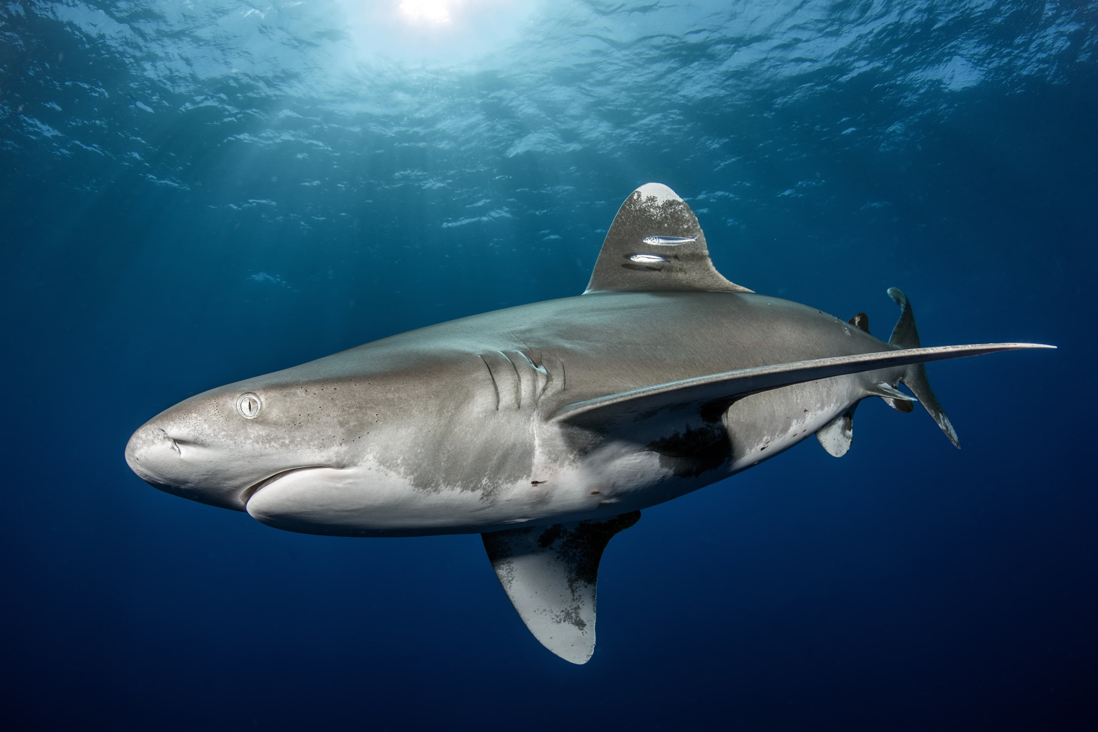 Oceanic Whitetip Shark (Carcharhinus longimanus), Cat Island Bahamas