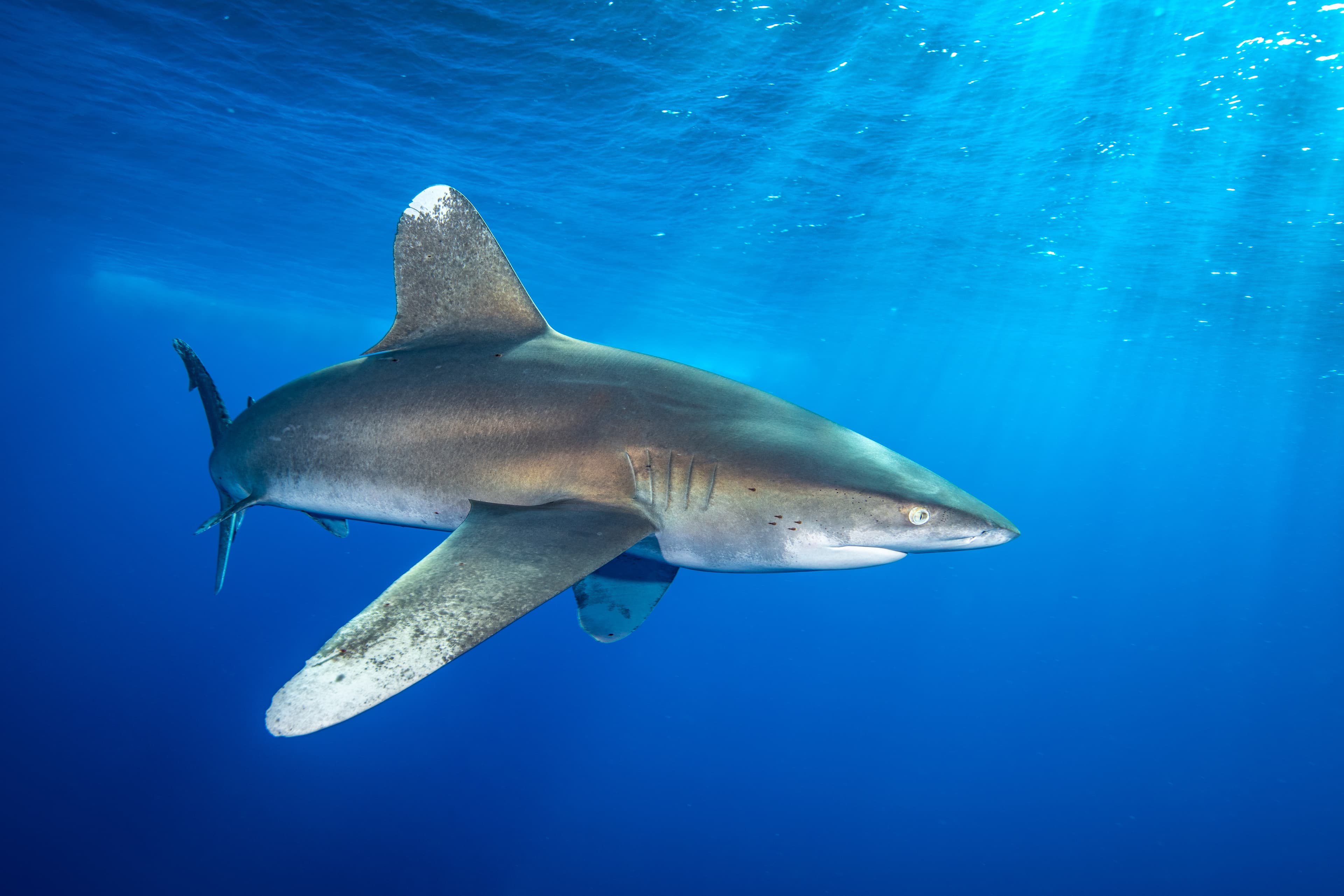 Oceanic Whitetip Shark in the sea near the Brother Islands in Egypt