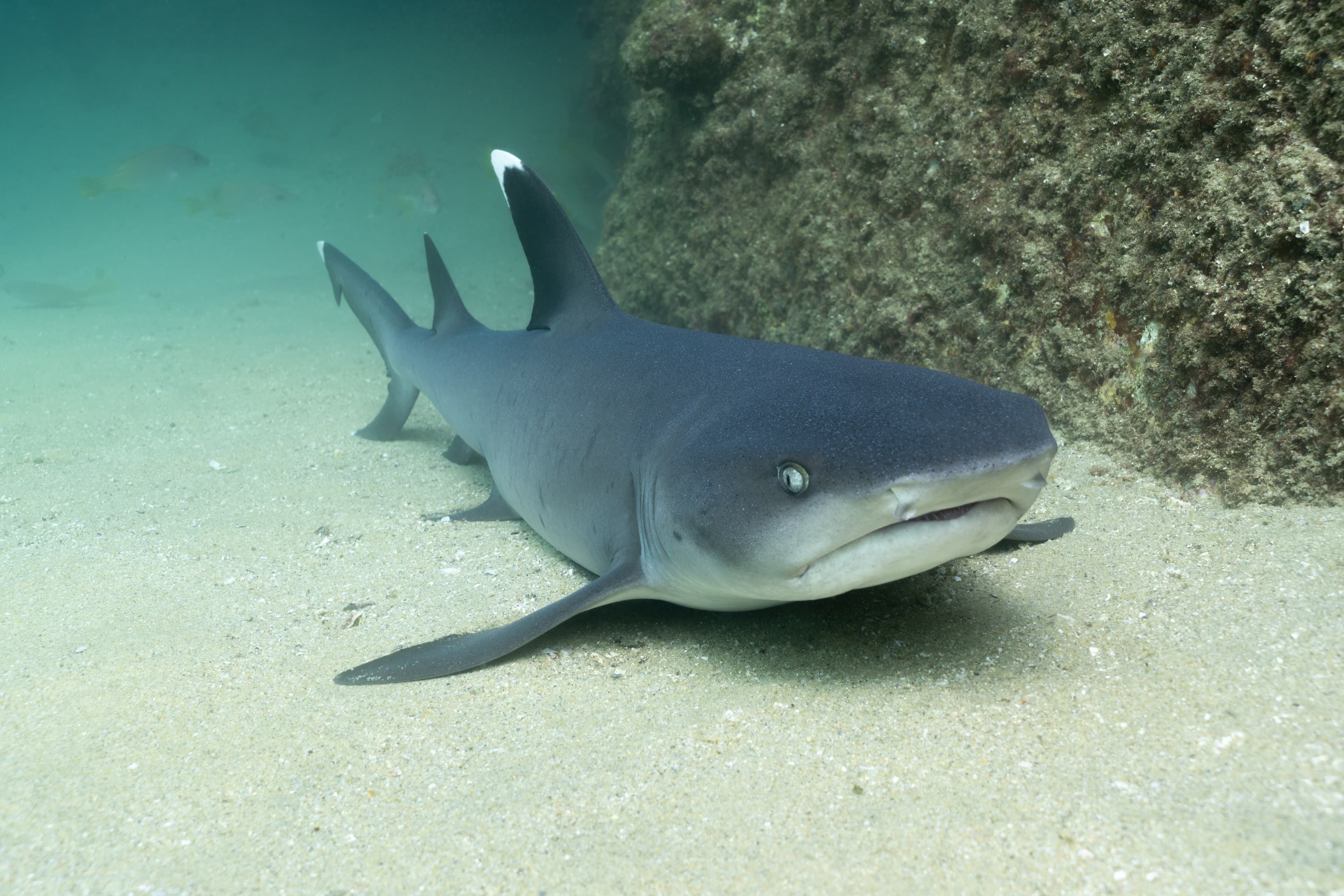 Whitetip Reef Shark resting on the sand