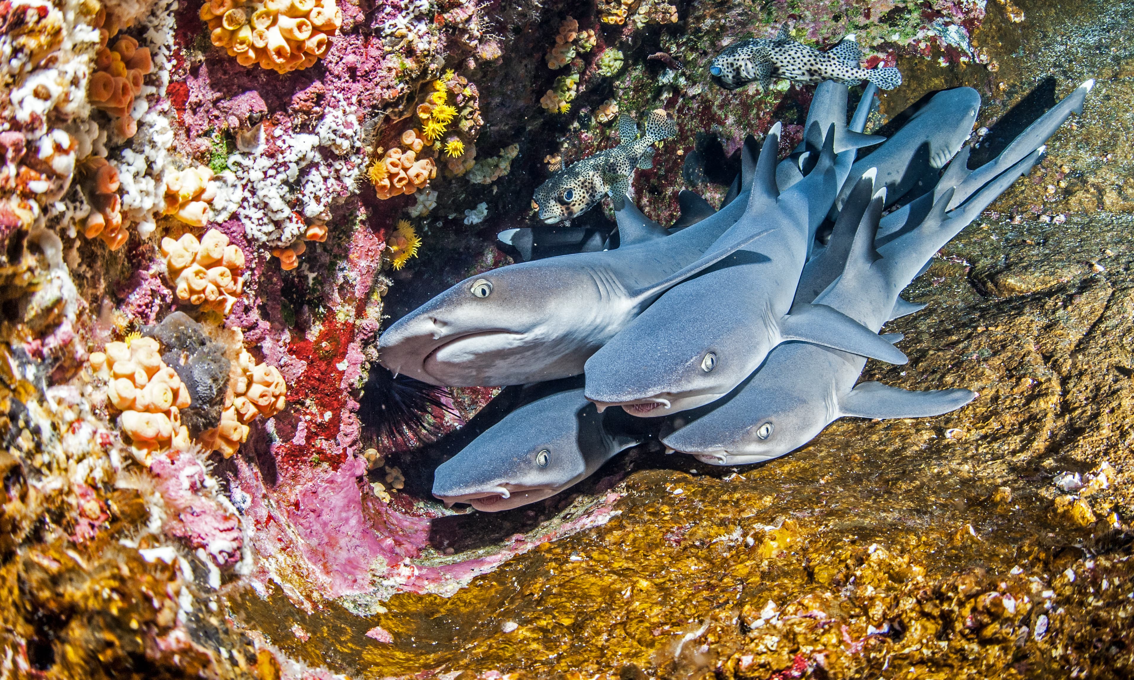 Whitetip Reef Sharks