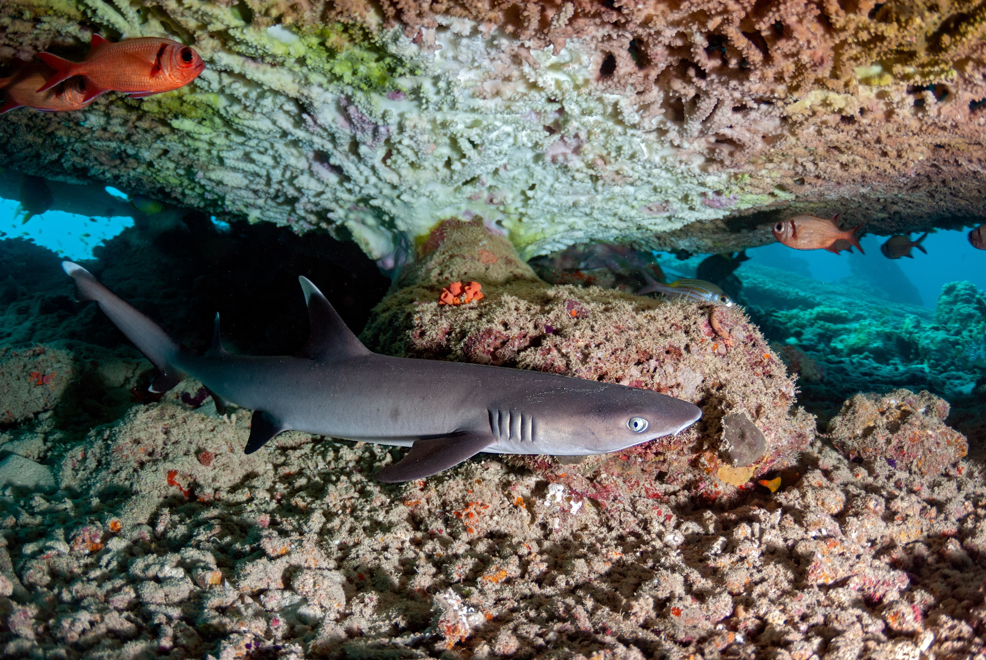 Whitetip Reef Shark (Triaenodon obesus) resting under a table coral