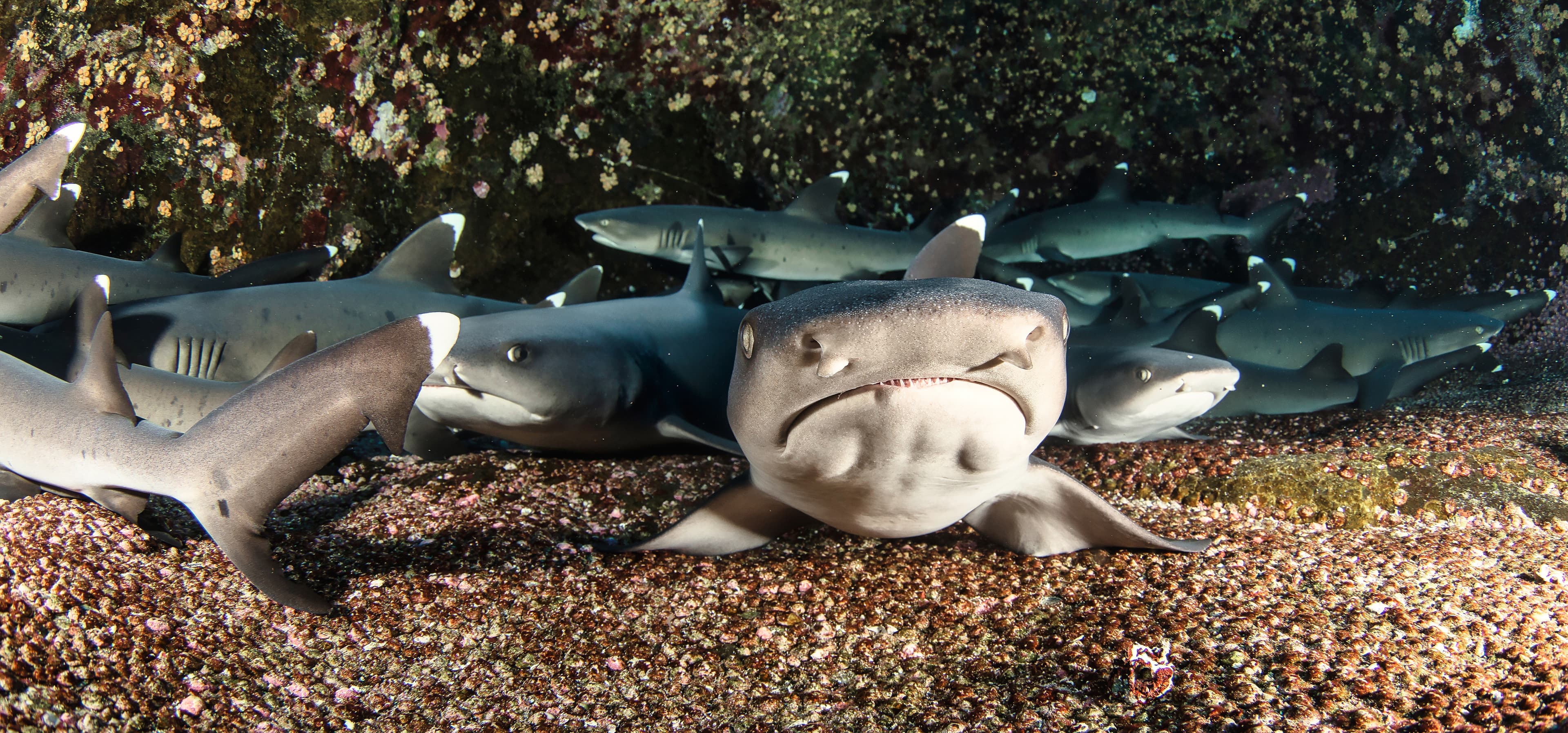 Whitetip Reef Shark (Triaenodon obesus), Ecuador