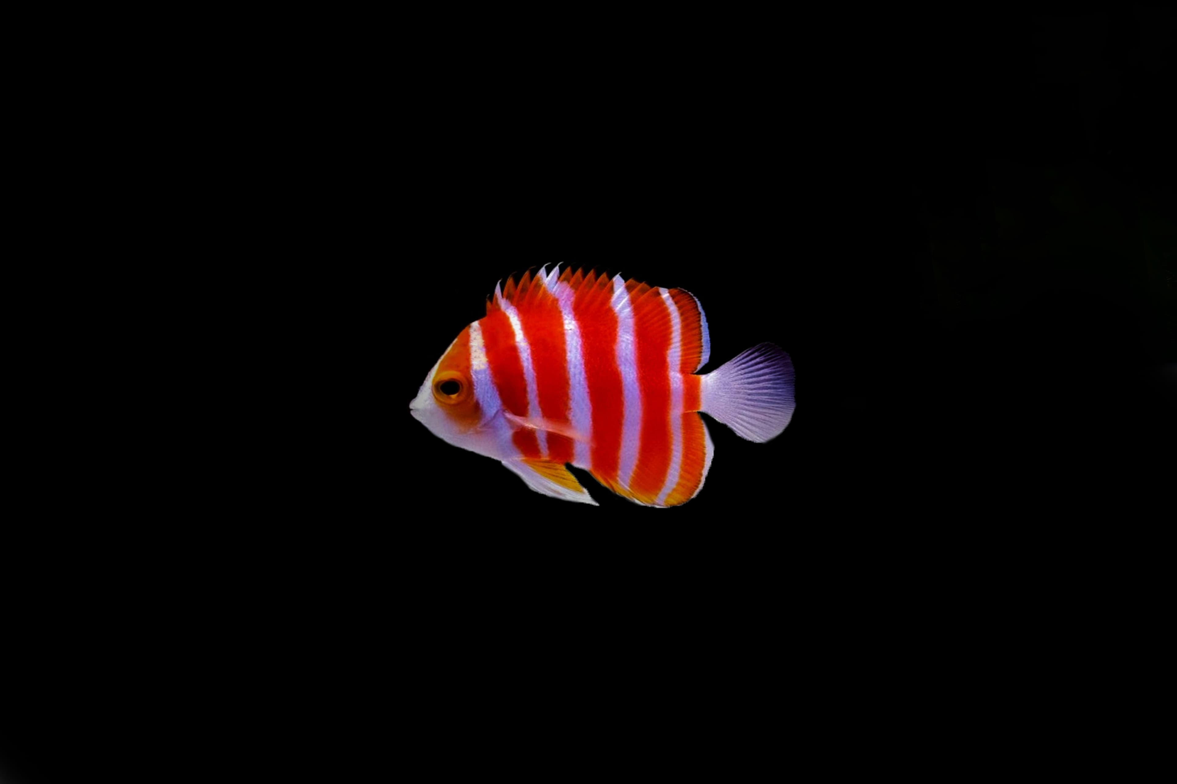 Peppermint Angelfish (Centropyge boylei)