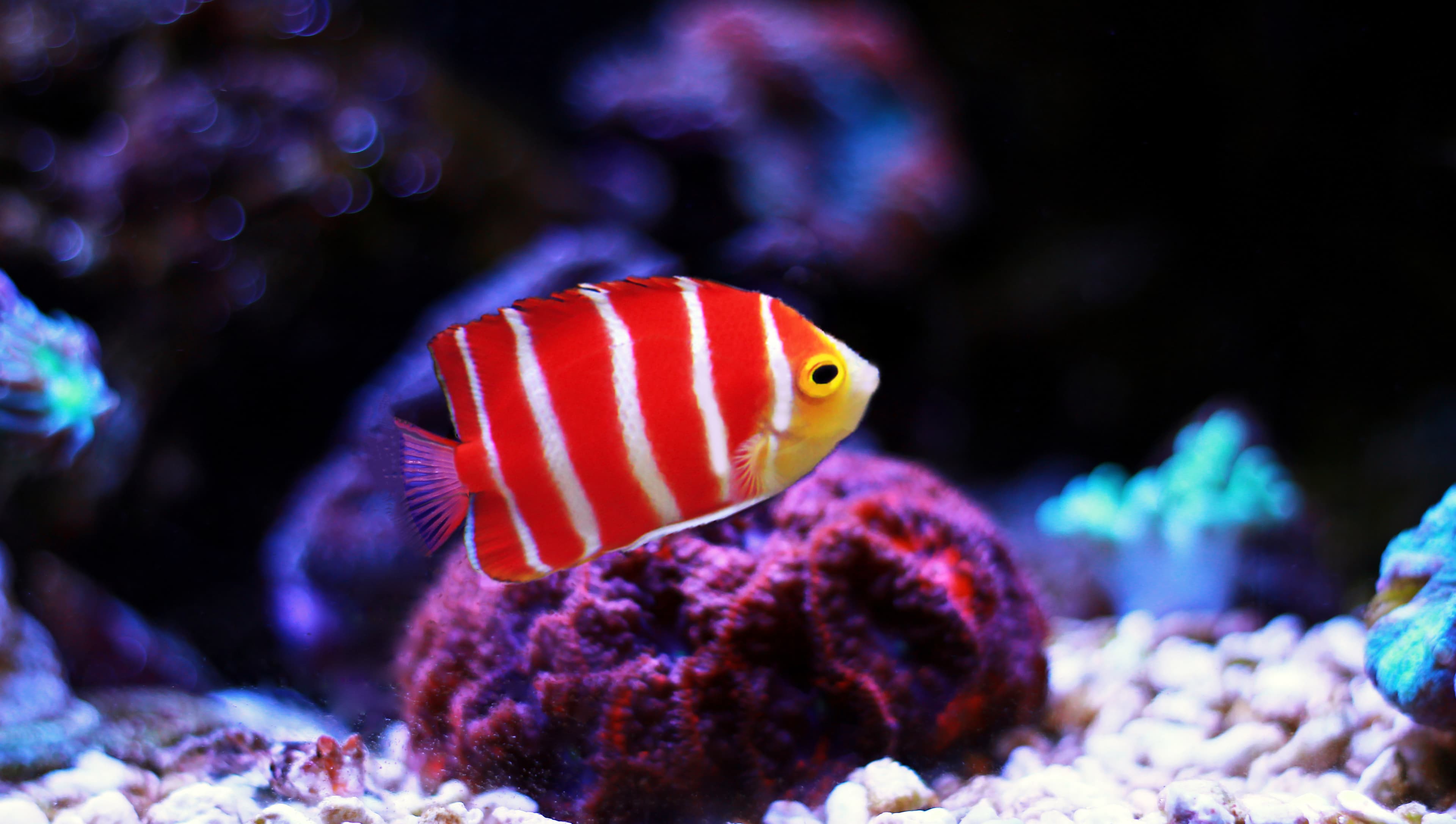 Peppermint Angelfish (Centropyge boylei)