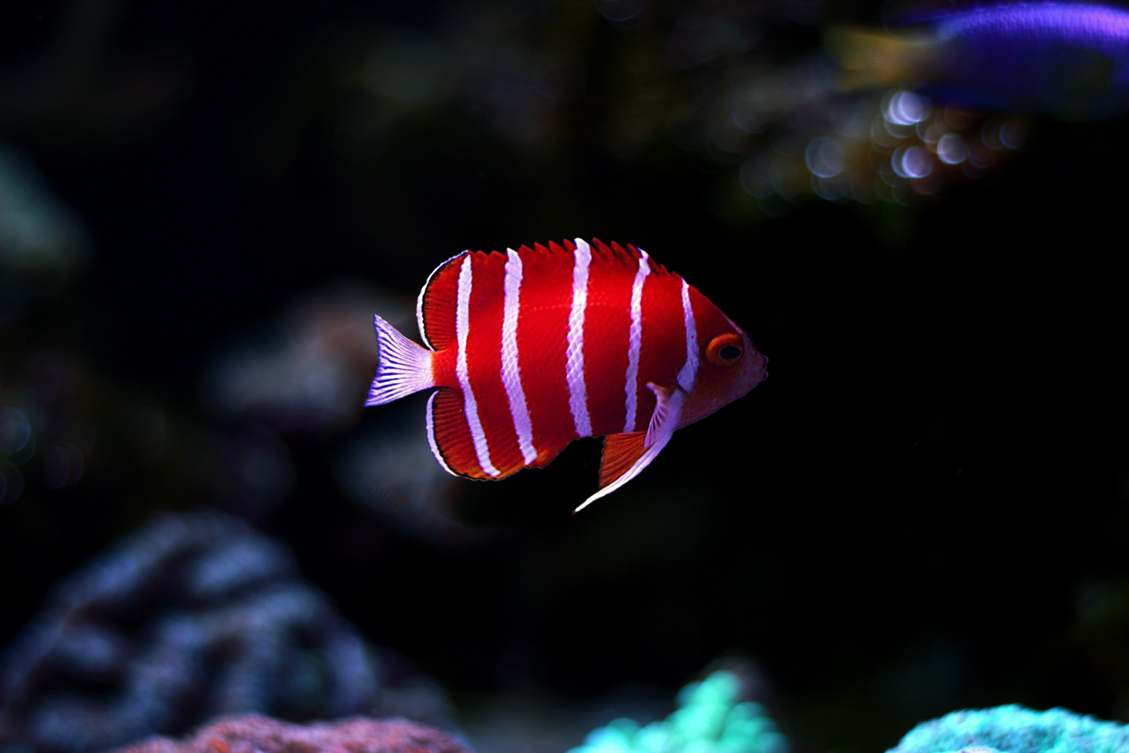 Peppermint Angelfish (Centropyge boylei)