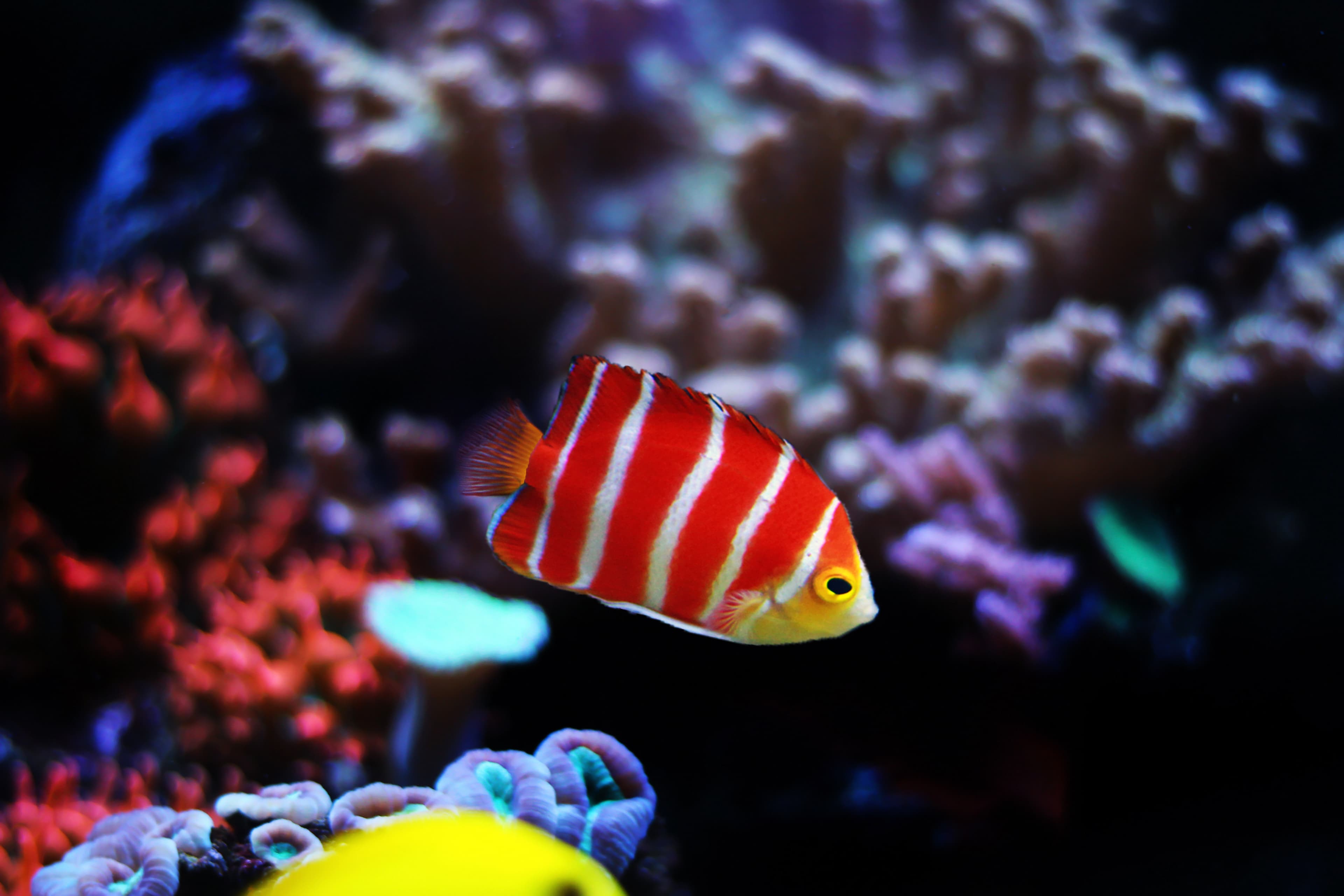 Peppermint Angelfish (Centropyge boylei)