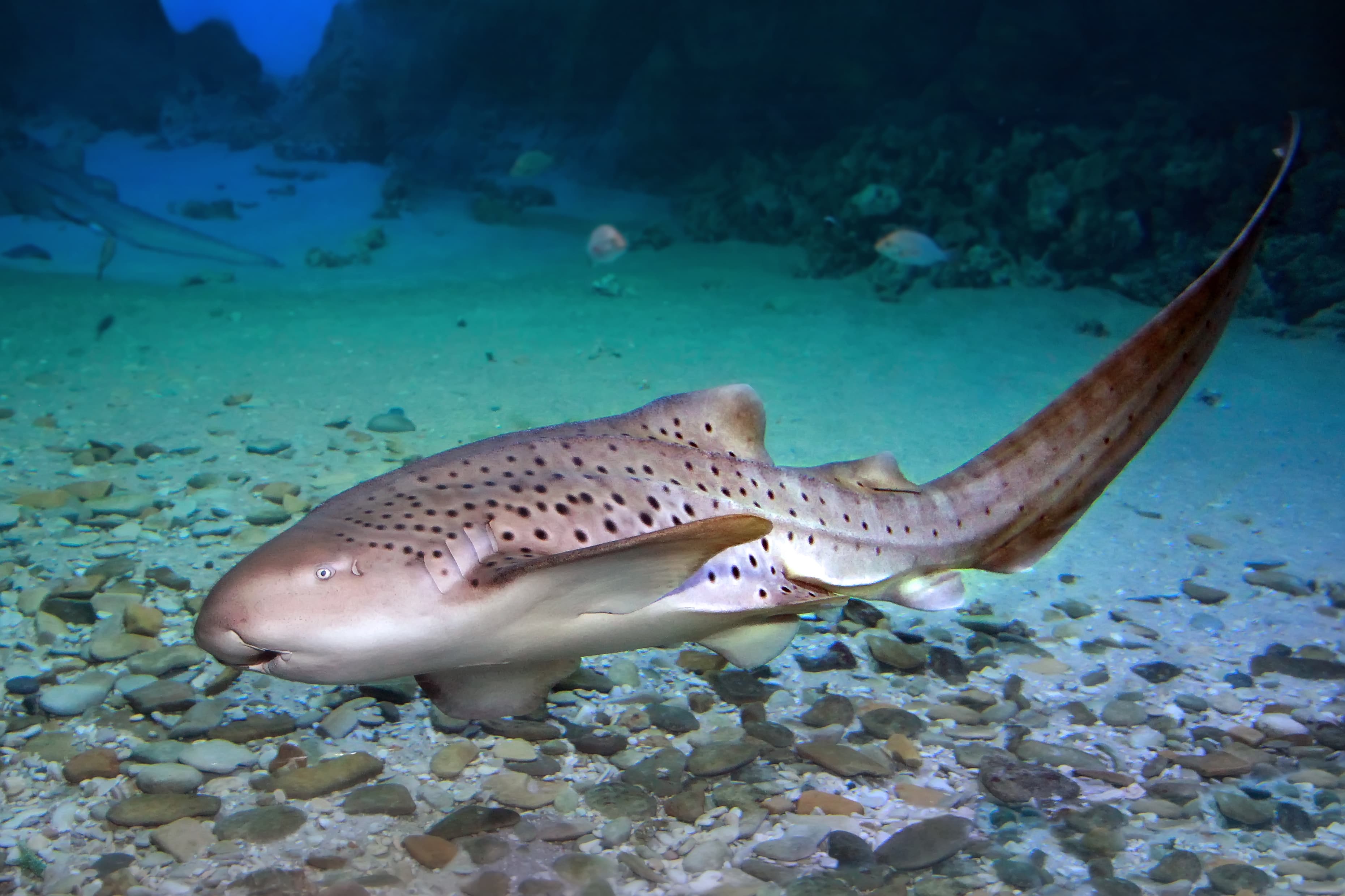 Zebra Shark (Stegostoma fasciatum) swimming in the sea