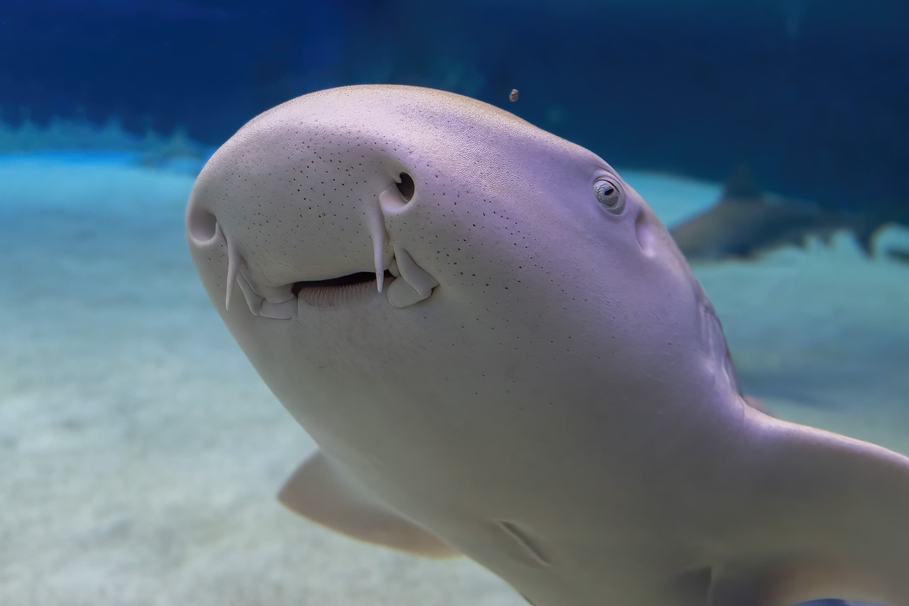 Zebra Shark close up